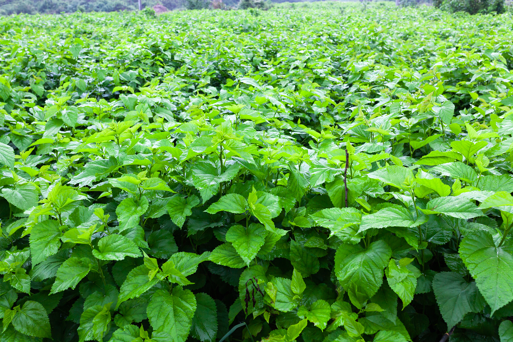 mulberry garden in the field