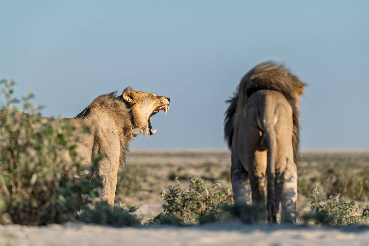 现在需要你写一段动物纪录片的解说词明白回复1