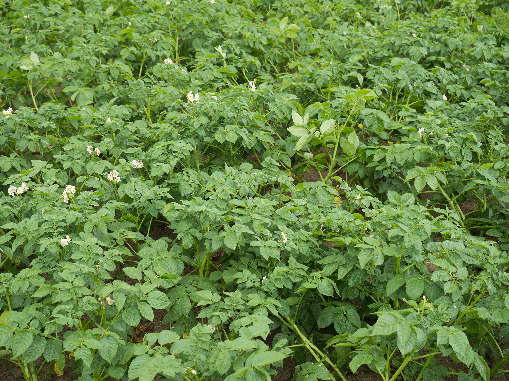 potato field