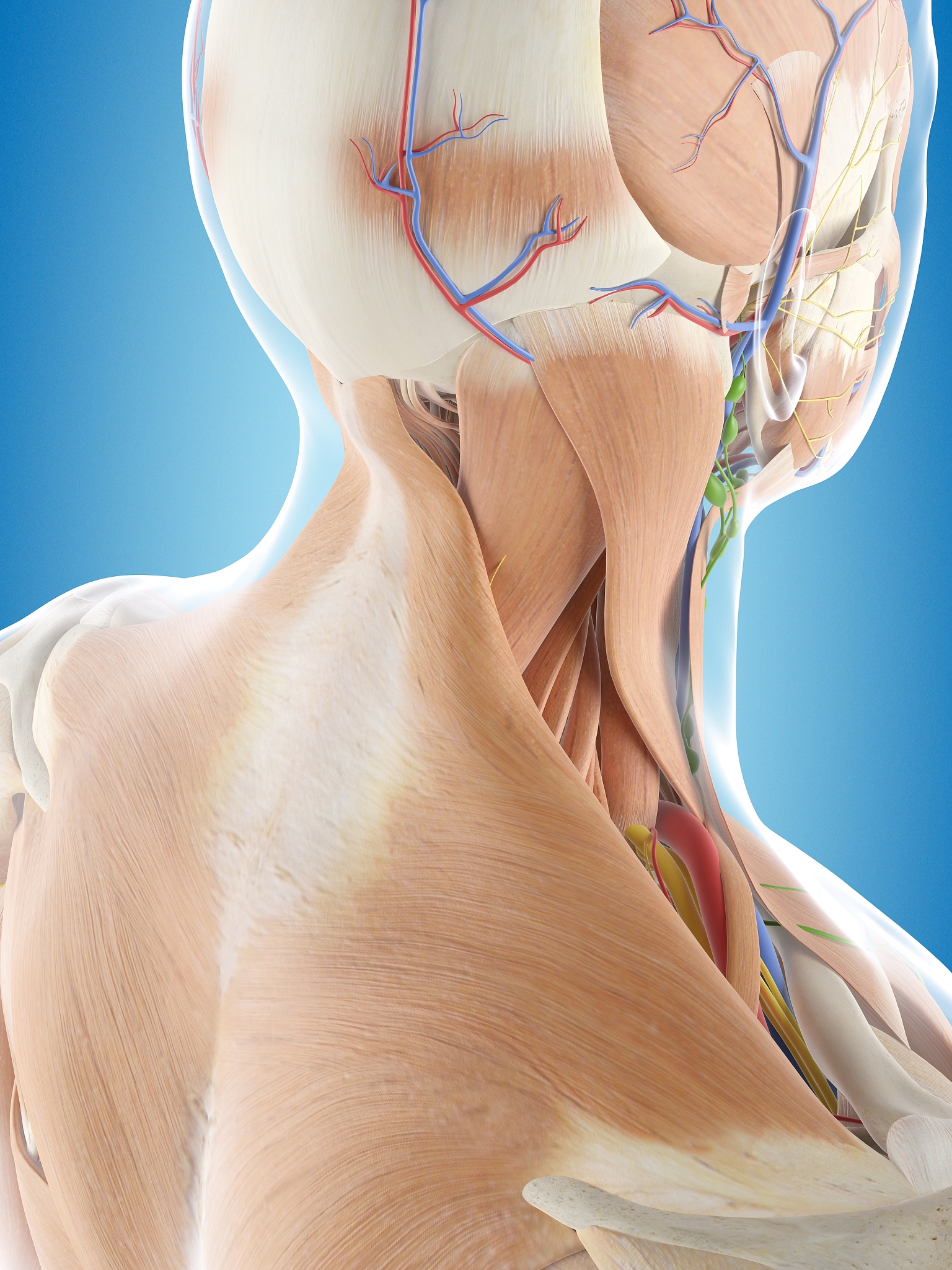 右侧胸锁乳突肌瘫痪症状及斜颈详解