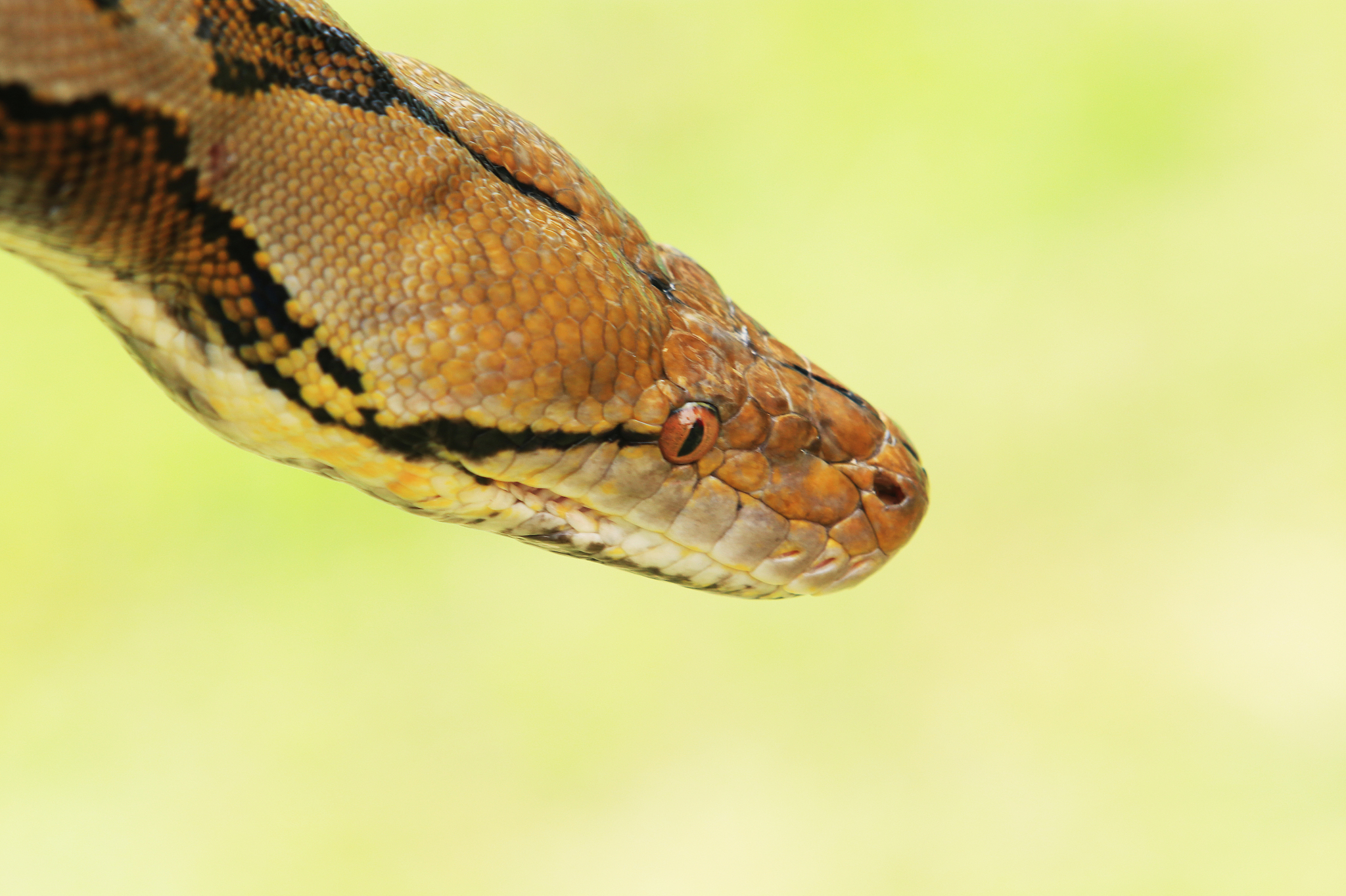 python-docx 替换文字 不改变样式