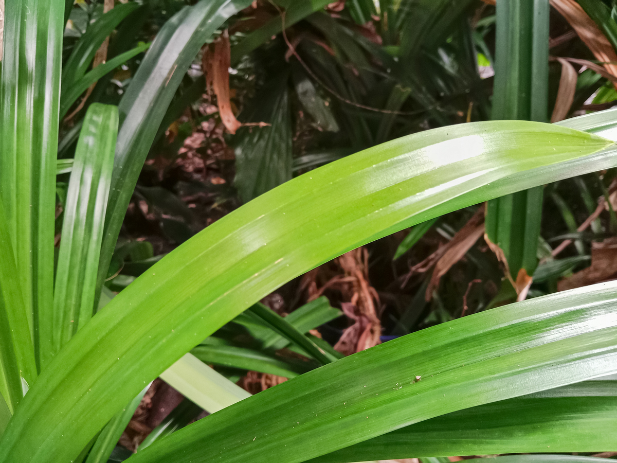 兰花叶子发黄怎么办？400字详细解决方法