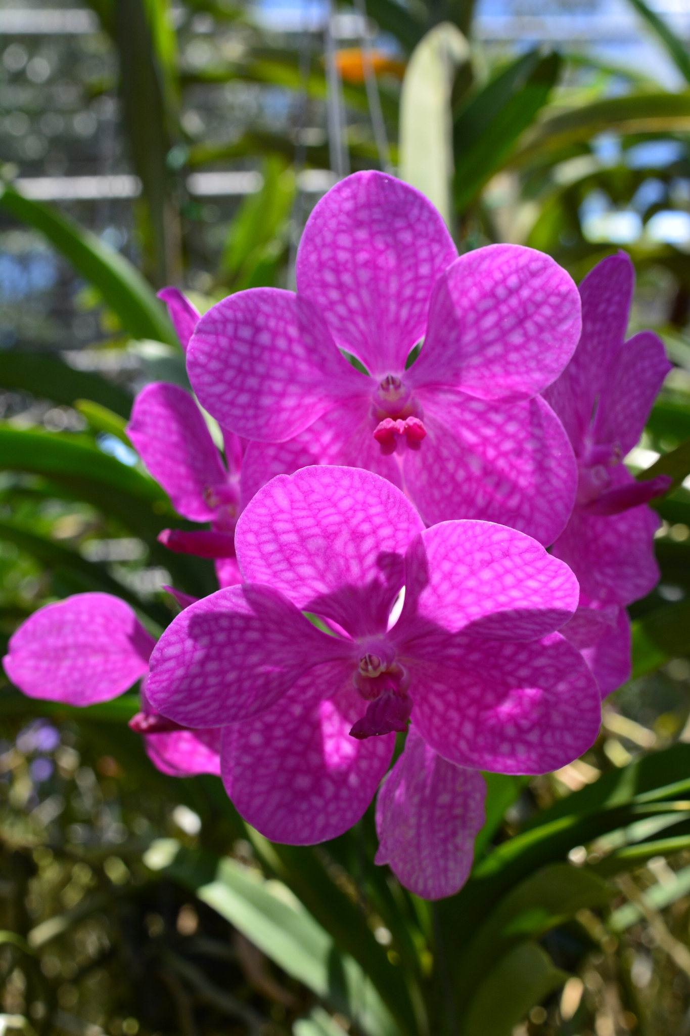 orchid garden
