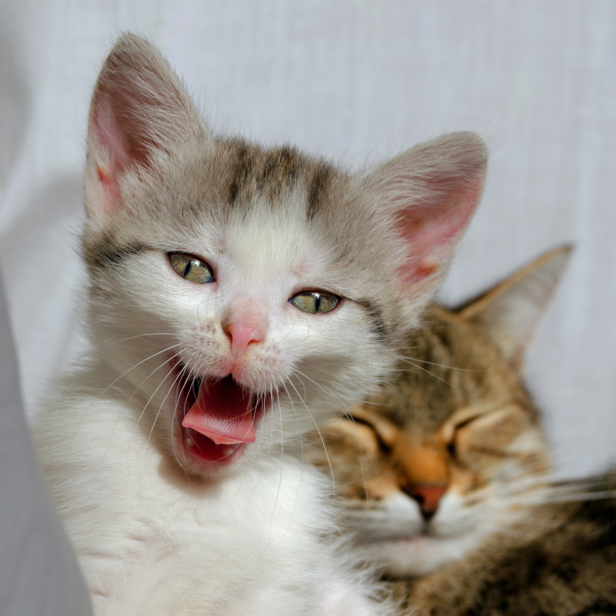 猫咪的眼神，让你心痛💔 一个眼神胜过千言万语！