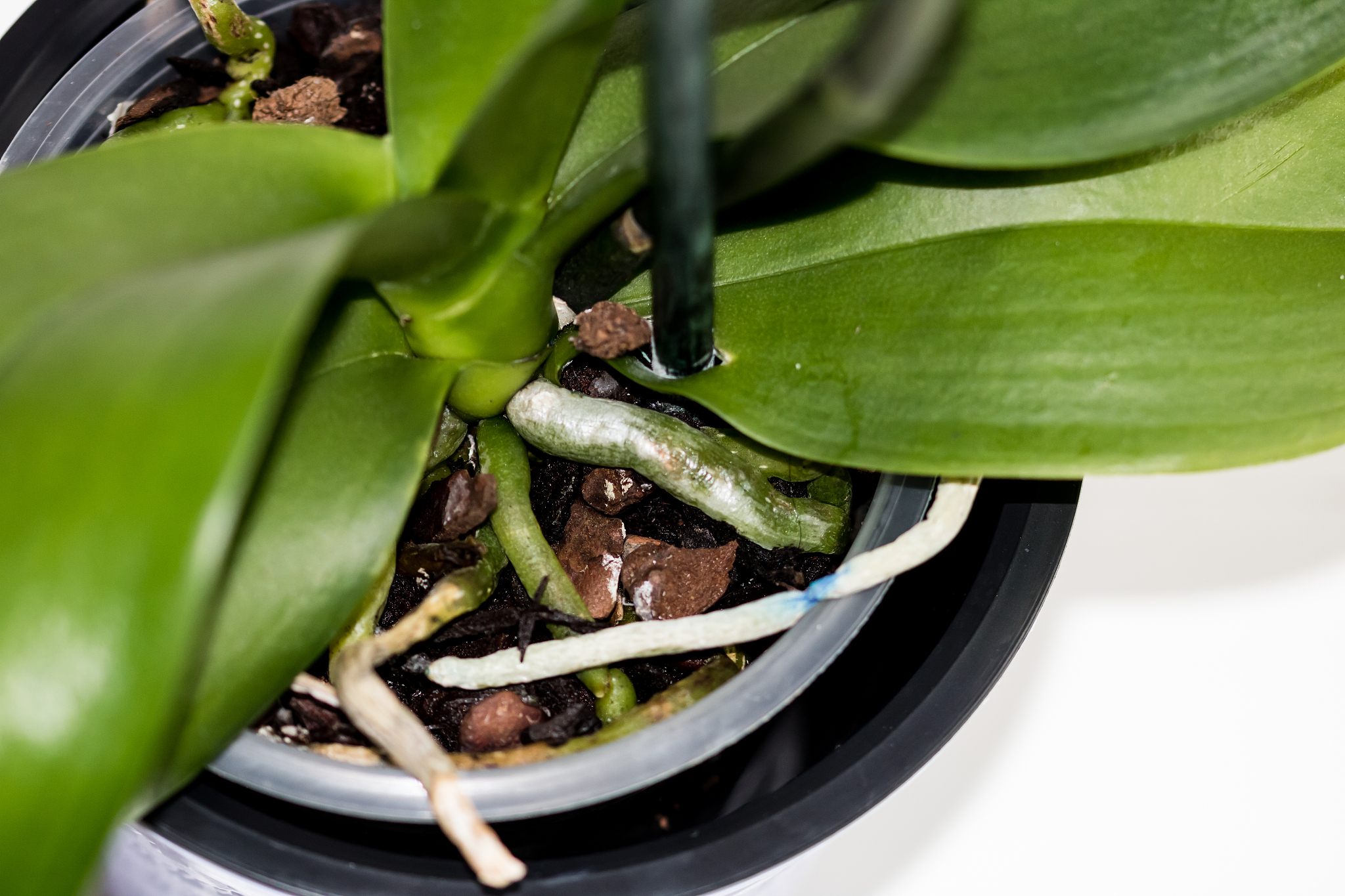 蝴蝶兰茎变黄什么原因茎腐烂怎么治100字