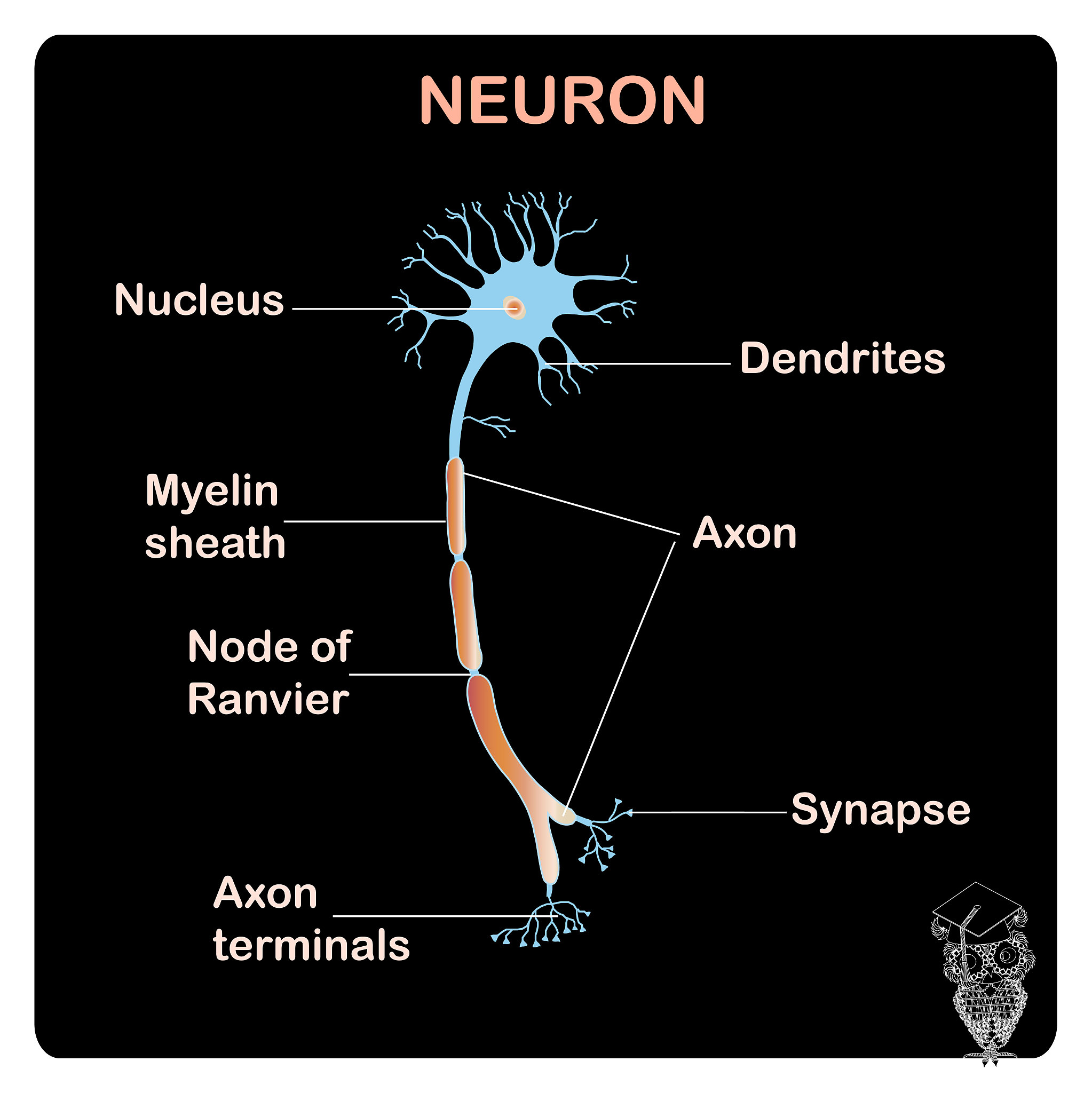 Mouse Hippocampus and Cerebral Cortex Tissue Slice Preparation: A Guide