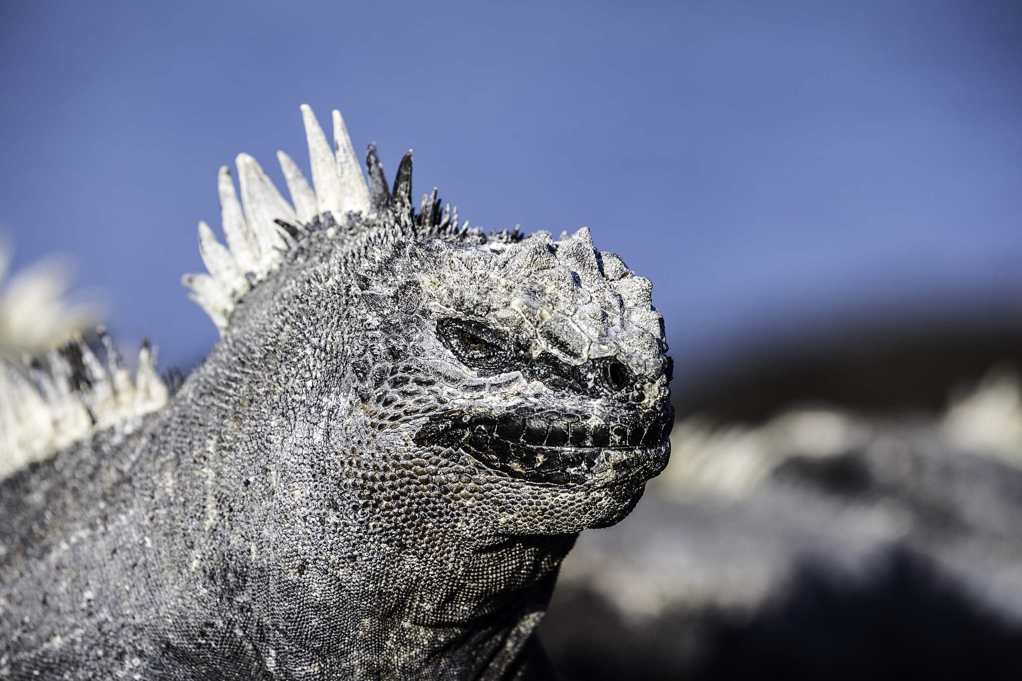 iguana profile