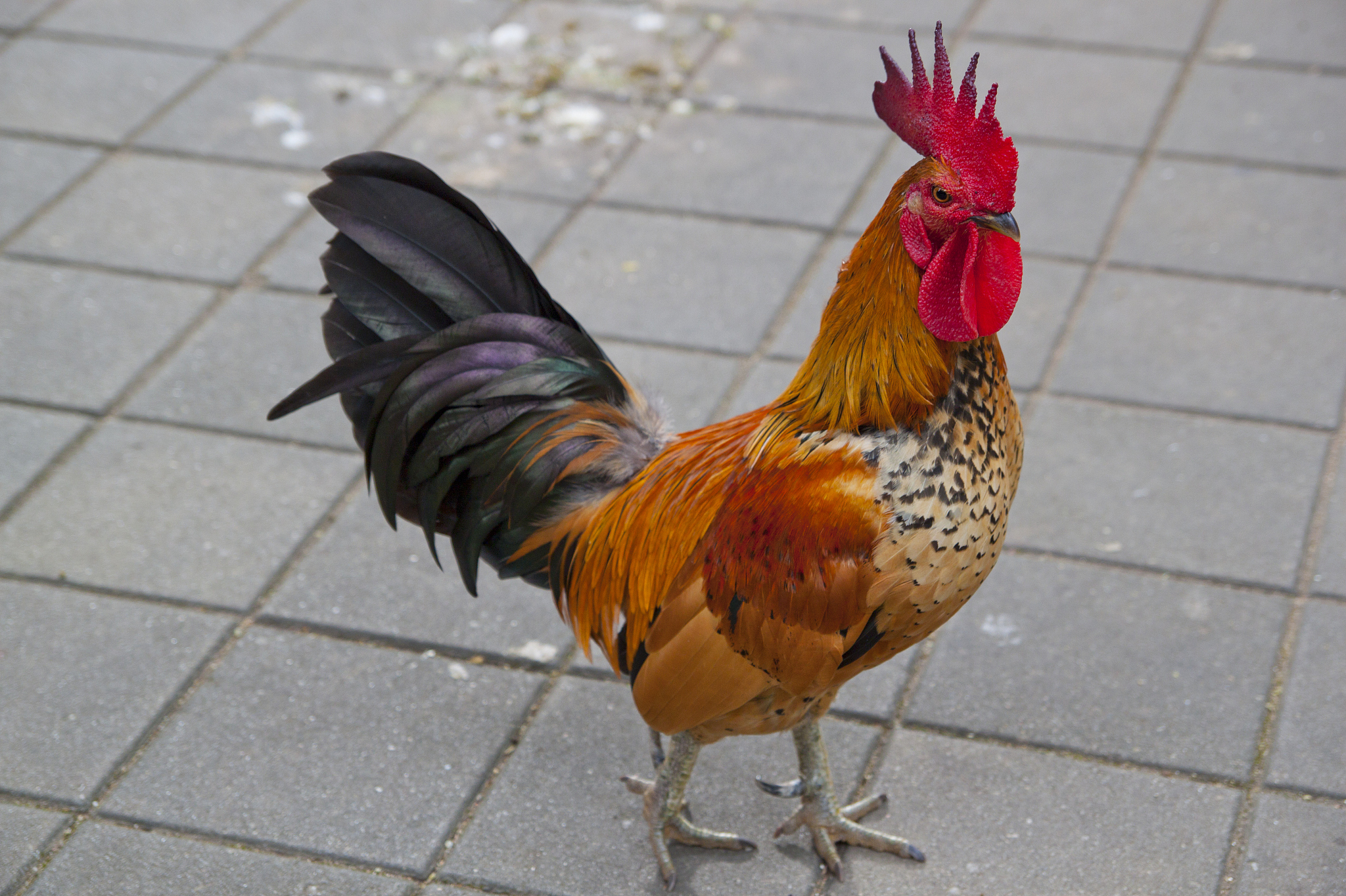 thai brown chicken with red head and black tail.