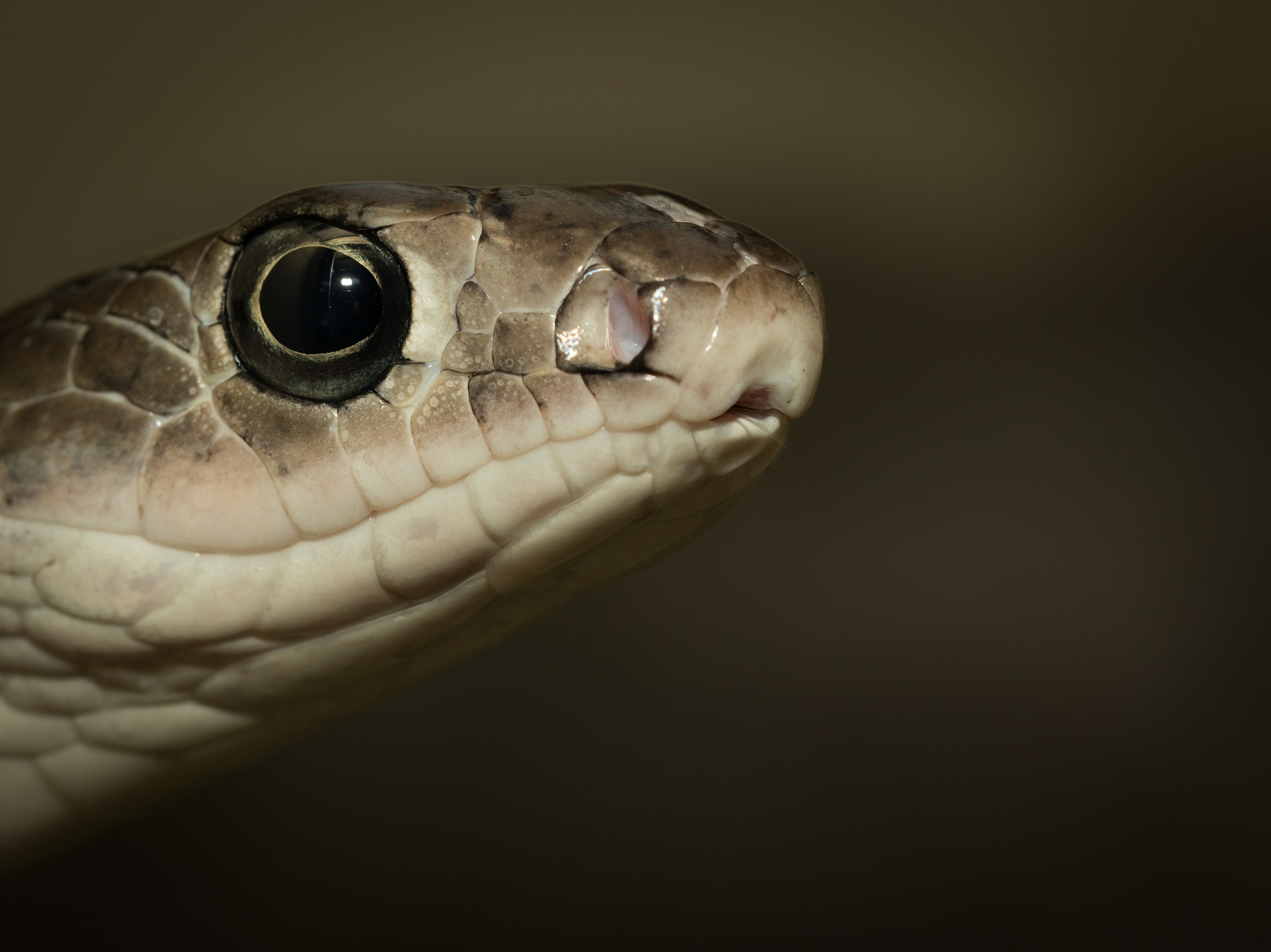 他眼神的转变：危机四伏的预兆