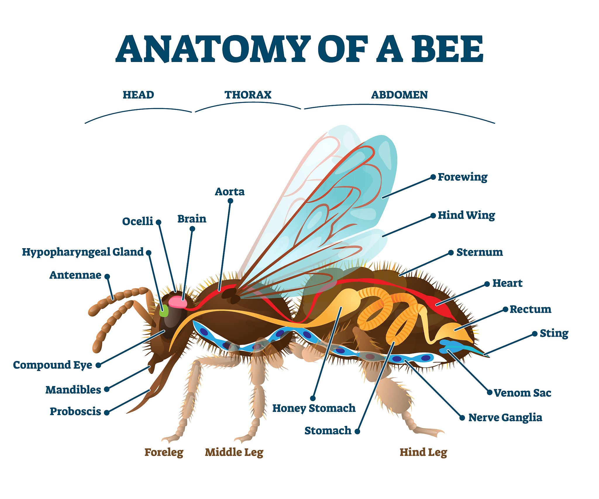 JOURNAL OF INSECT SCIENCE: 研究范围和主题