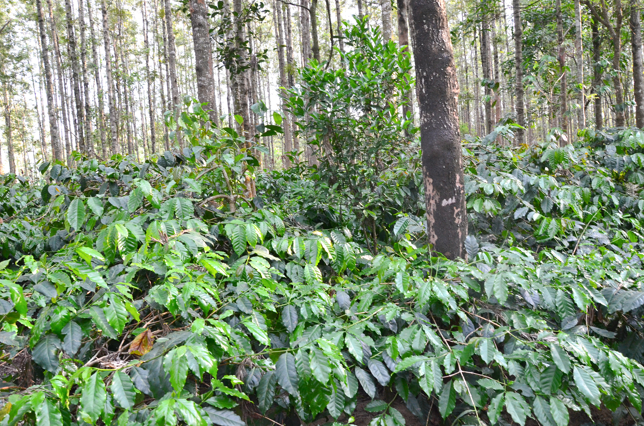 coffee plantation