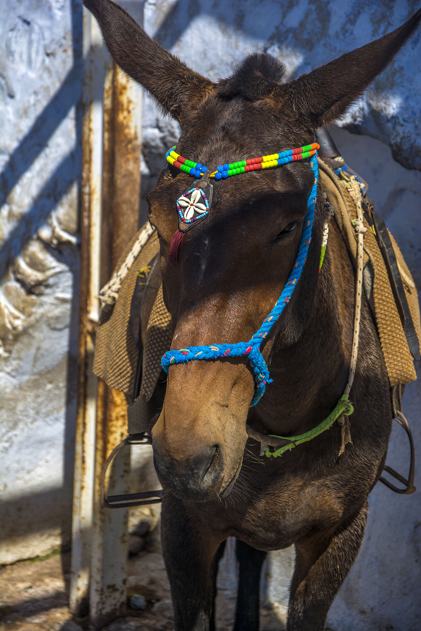 donkey resting for tourists