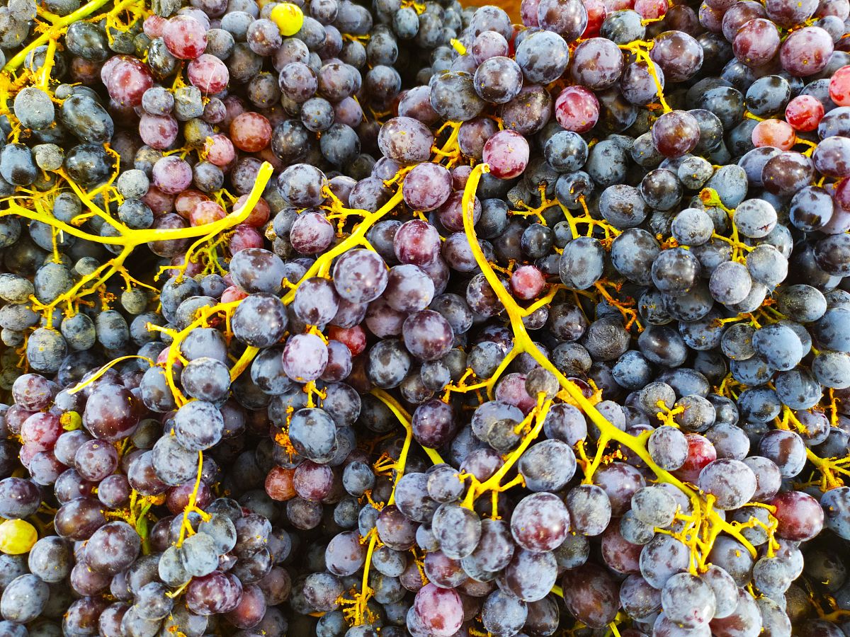 请帮我写1篇650字的博客文章主题是：提子和葡萄的区别