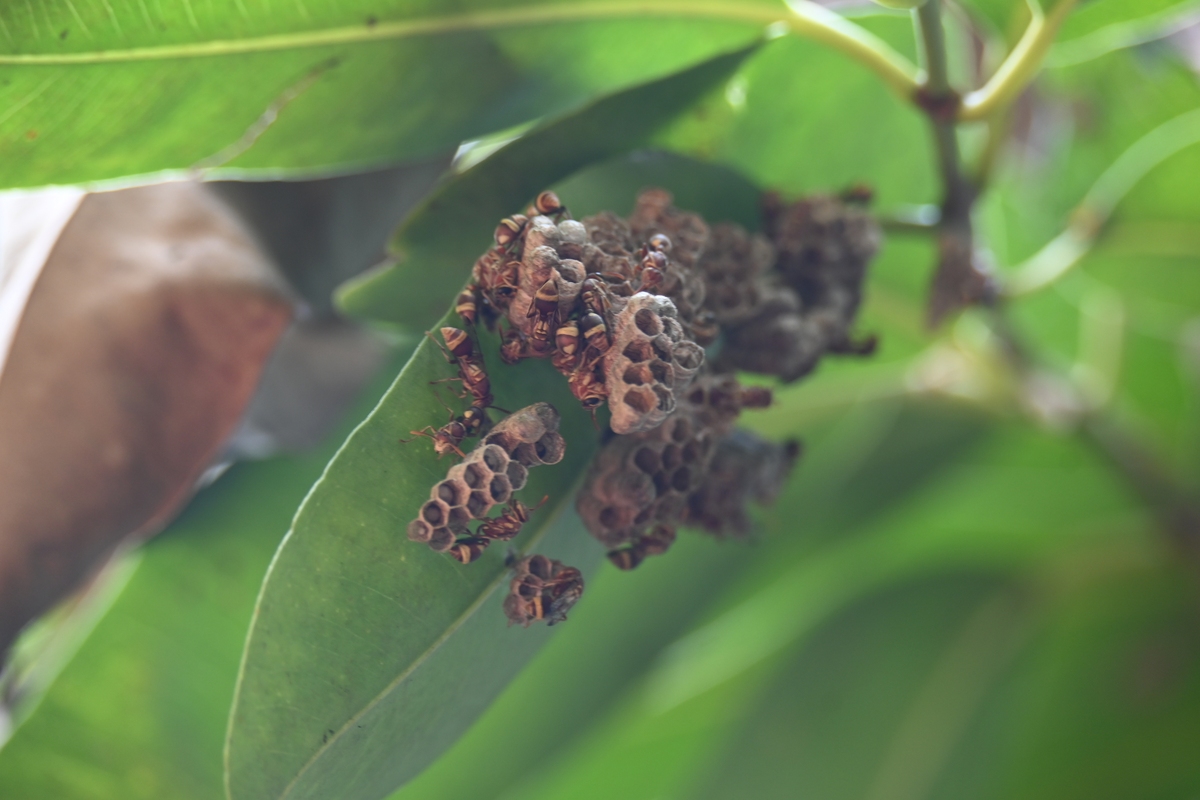 耐低湿松毛虫赤眼蜂防治苹果蠹蛾研究：寄生适应性及最佳放蜂策略