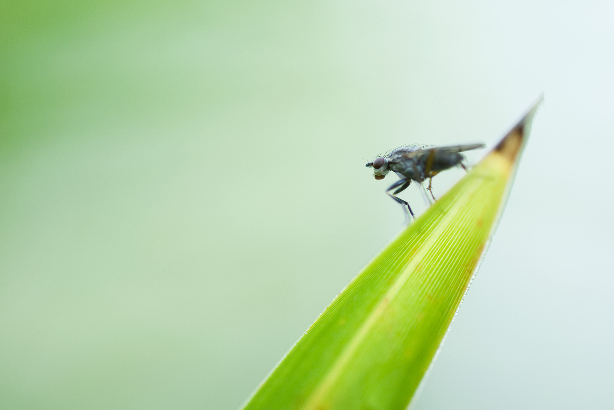 flesh fly (sarcophaga) perched at pointed tip of leaf