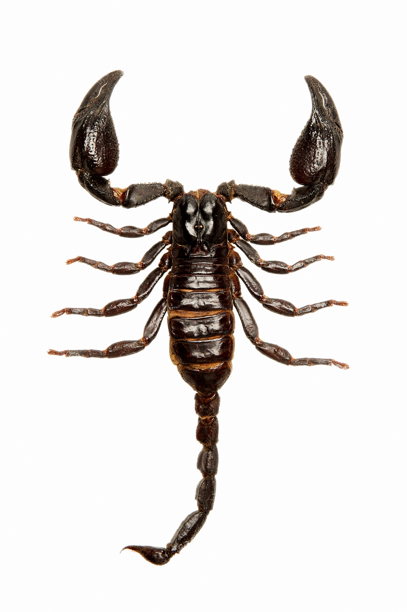 蝎子为啥会同类相食