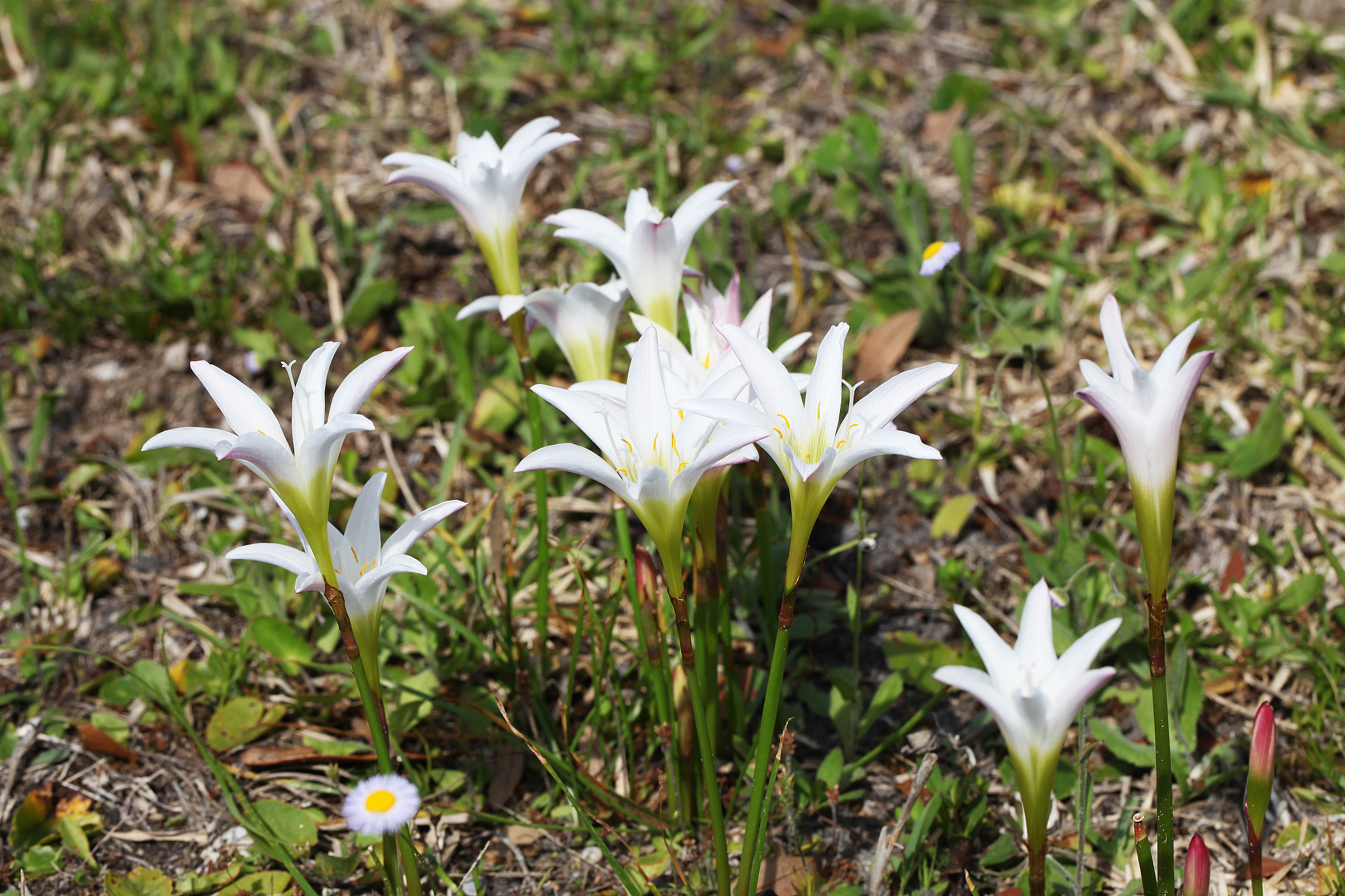 山百合功效与作用，