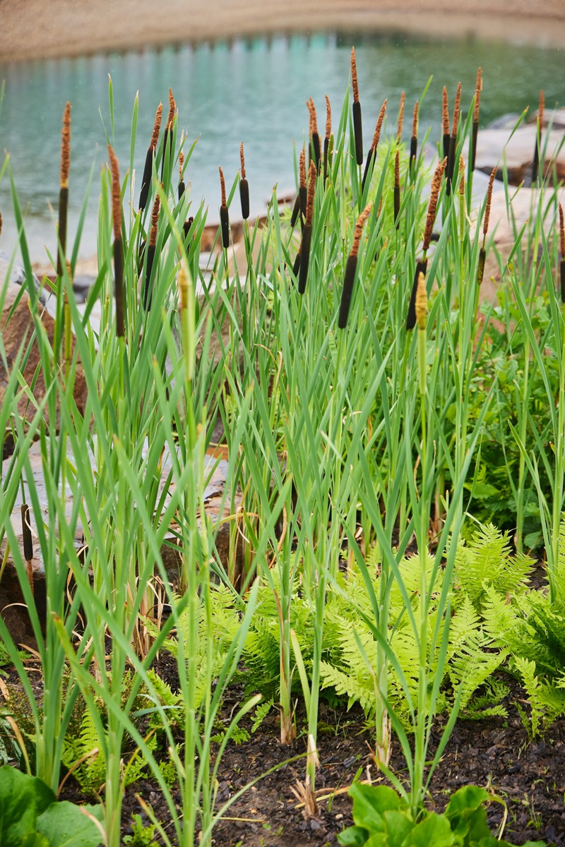 公园里的植物