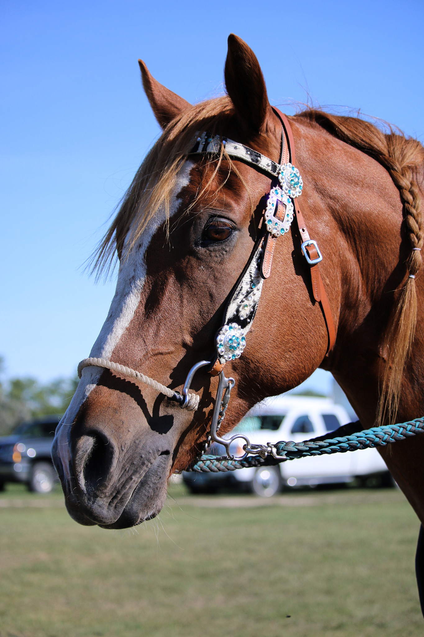 horse wearing little s hackamore bridle