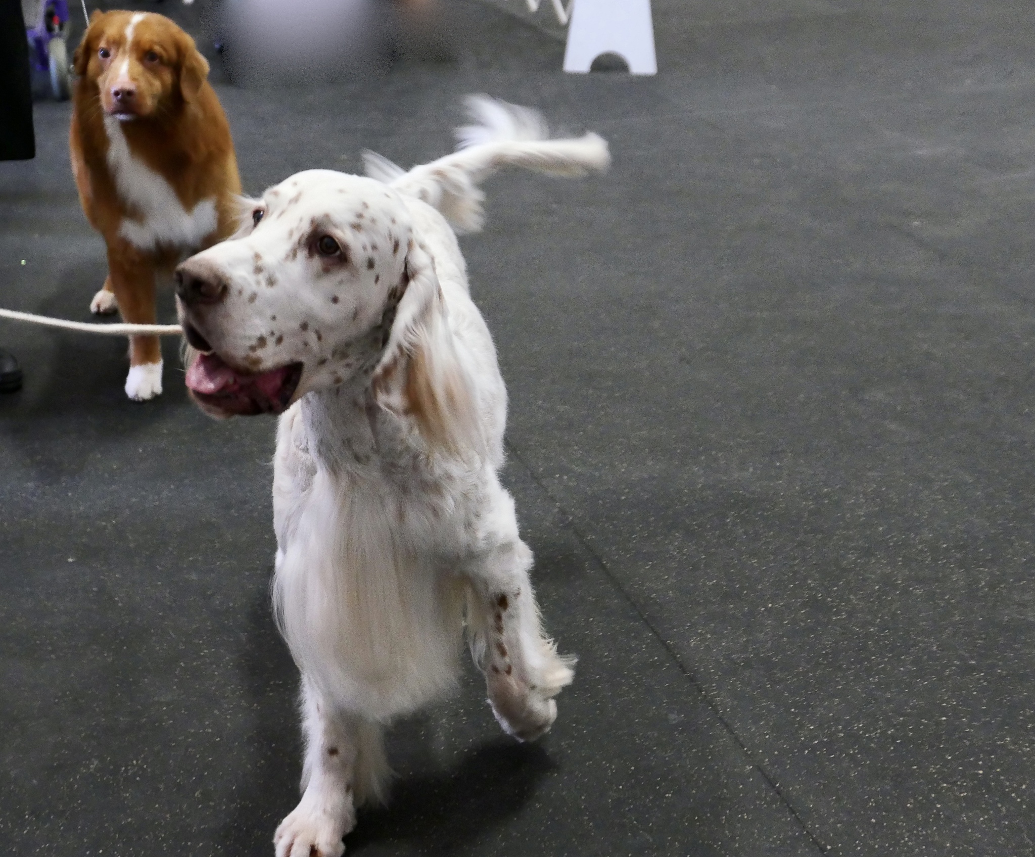 宠物行为调整APP：解决宠物行为问题，提升互动体验