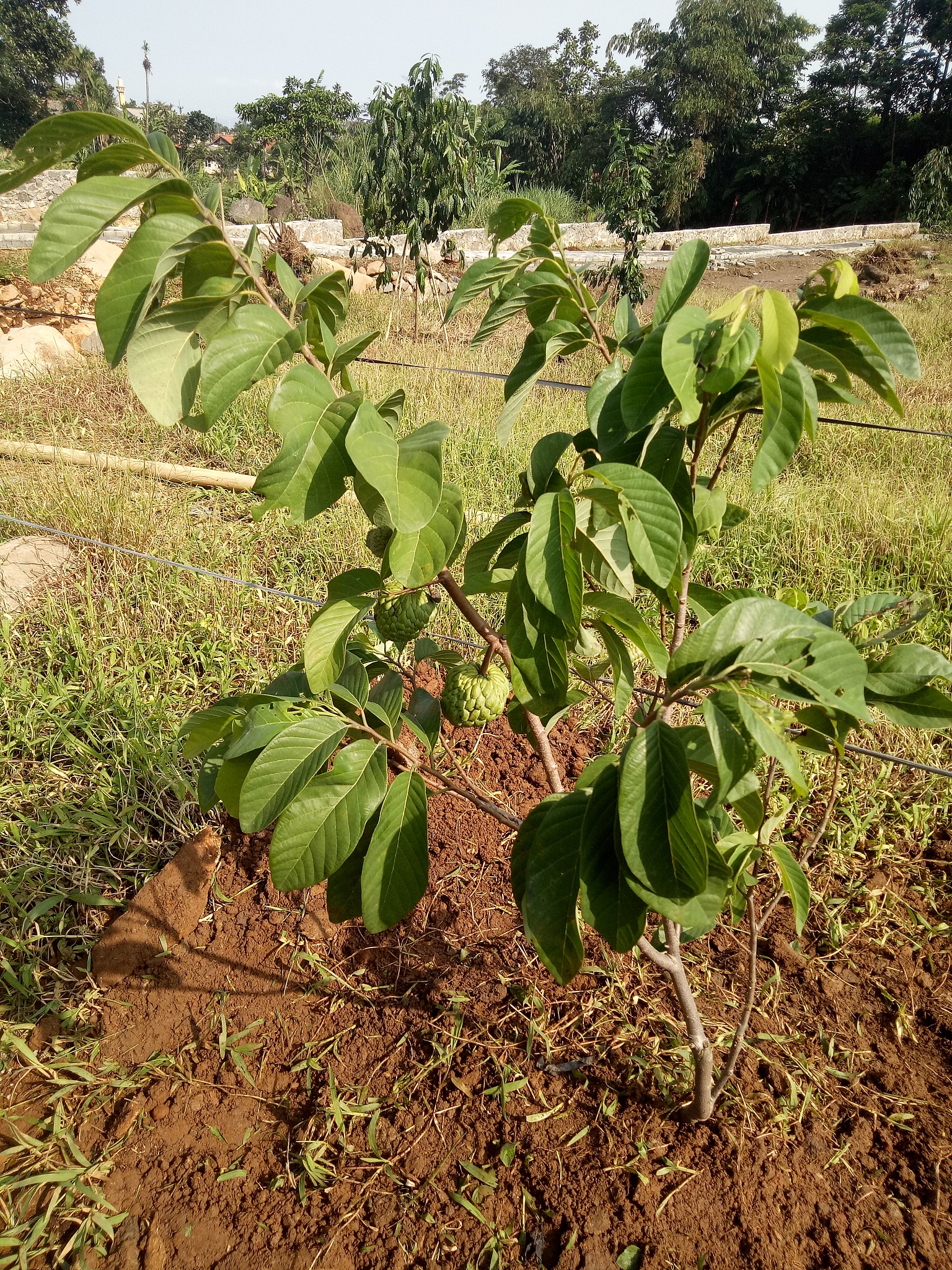 李子树刚花包打了杀虫药杀菌药氨基酸钙后突然花包干枯不知咋回事