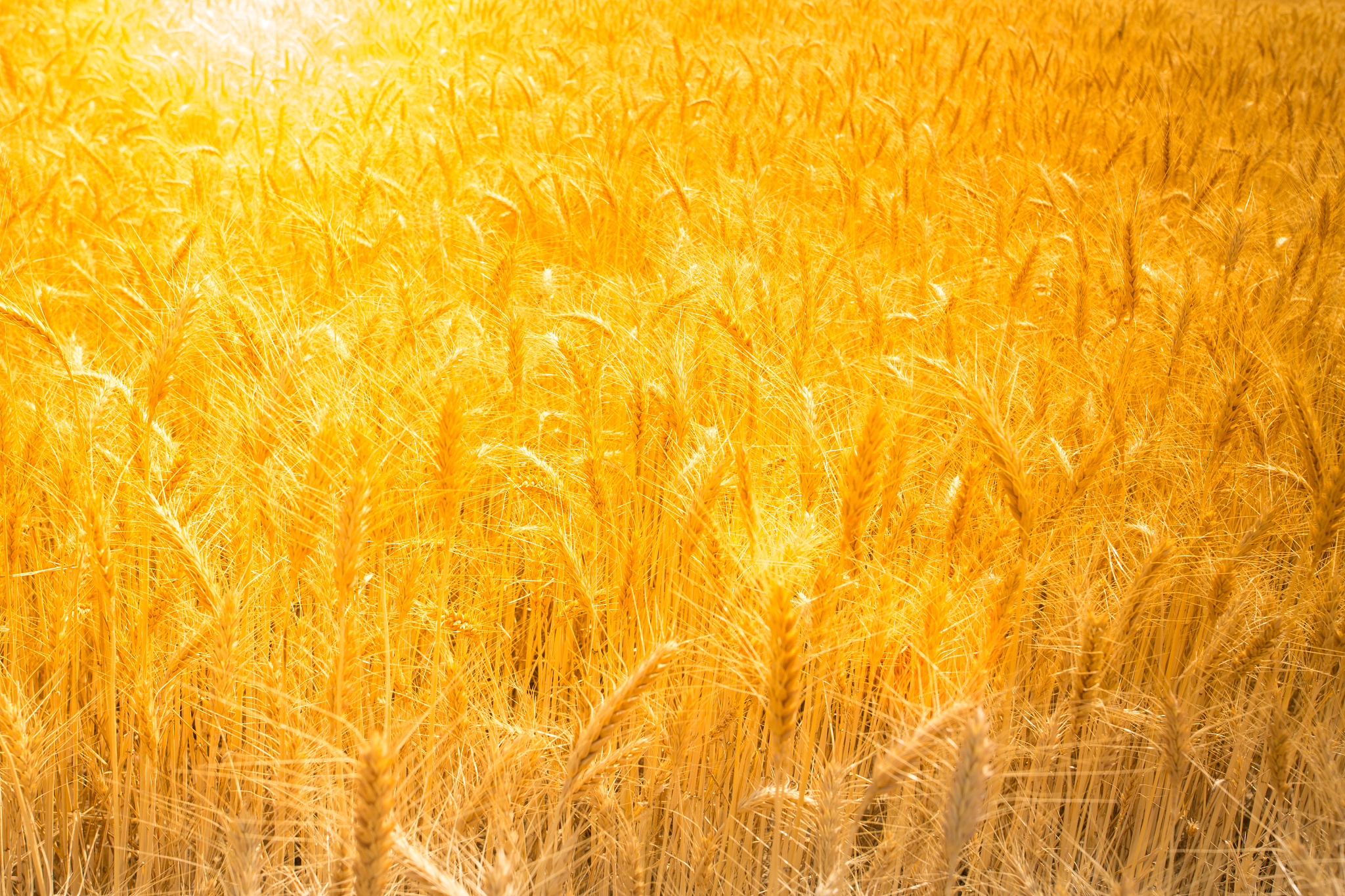 五年级课外实践：气候变化对农业生产的影响