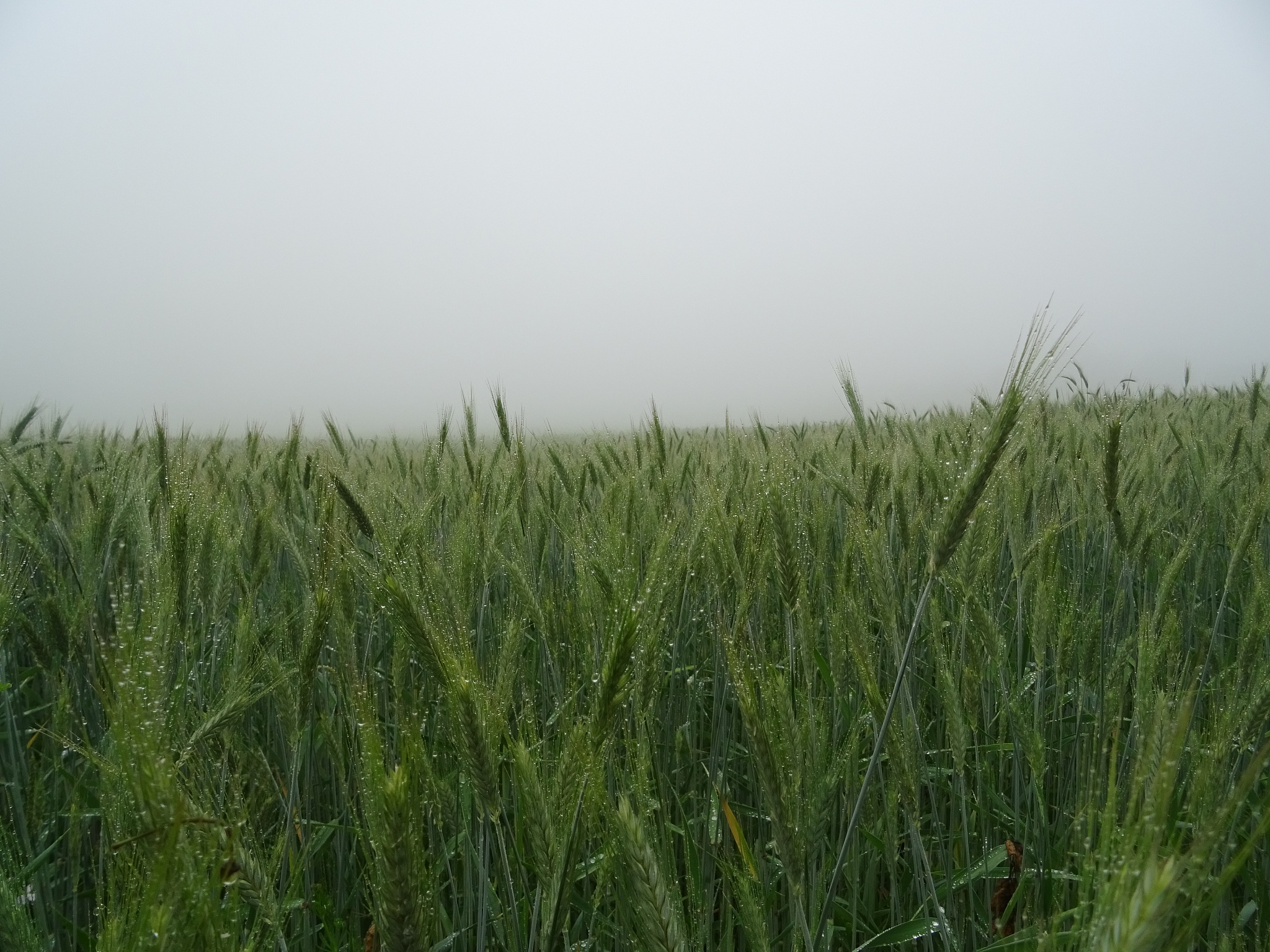 作物产量对天气响应的空间面板模型研究以嘉兴市为例的论文中研究目的和重要性
