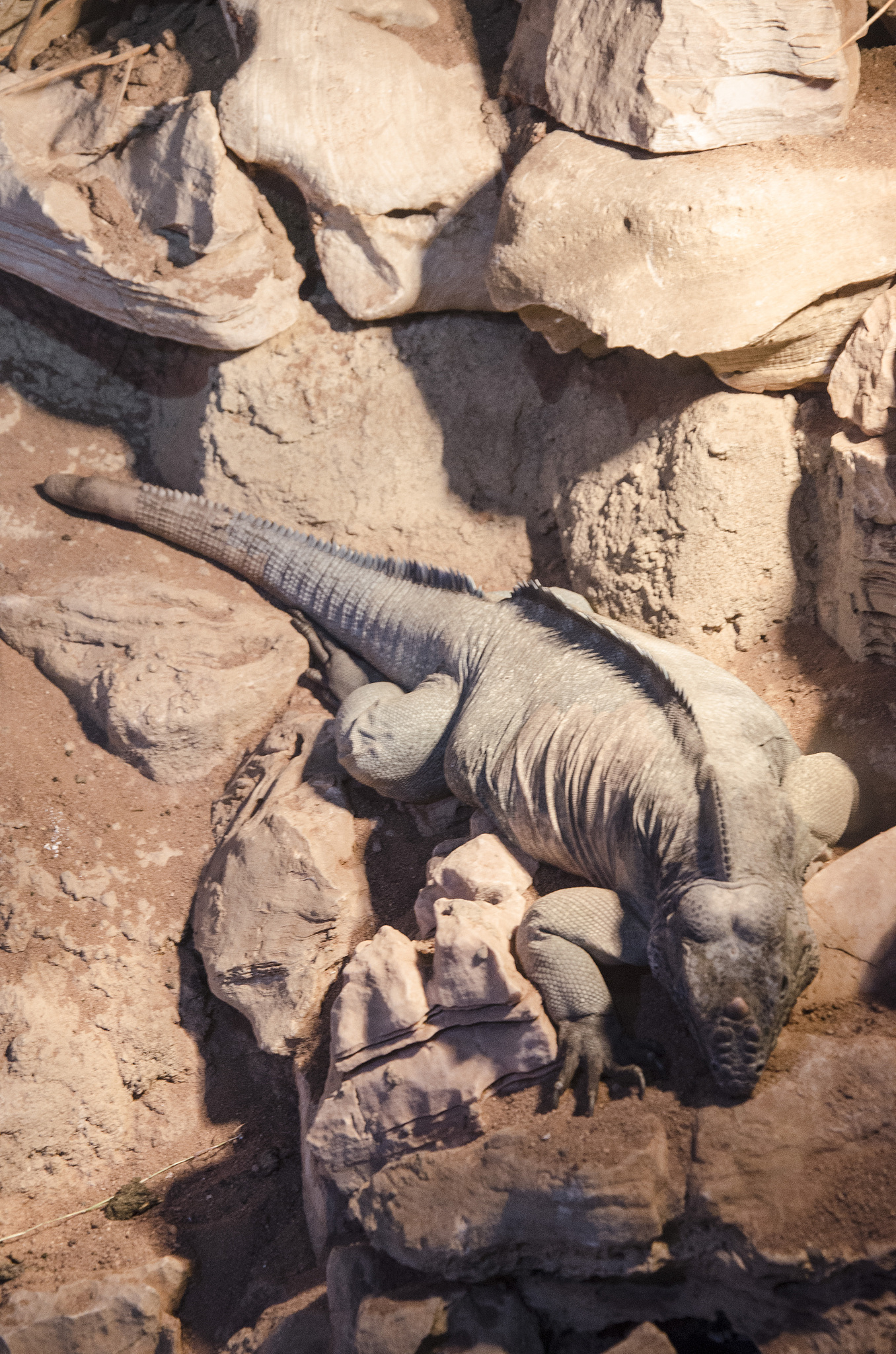 rhinoceros iguana (cyclura cornuta)