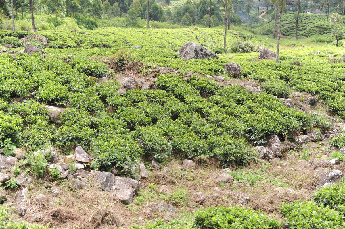 贵州读茶树栽培与茶叶加工专业可以到哪些学校