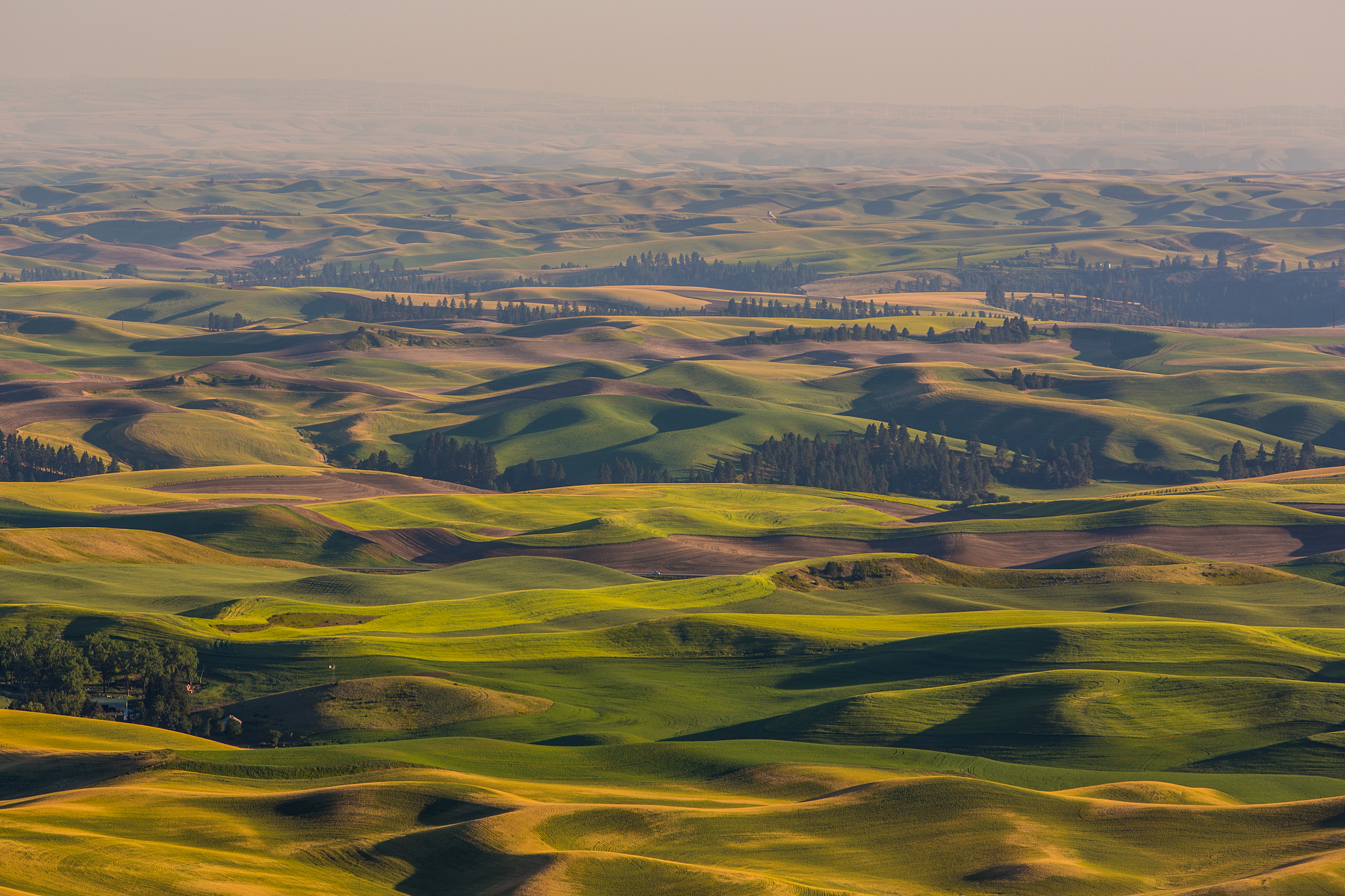 palouse fields