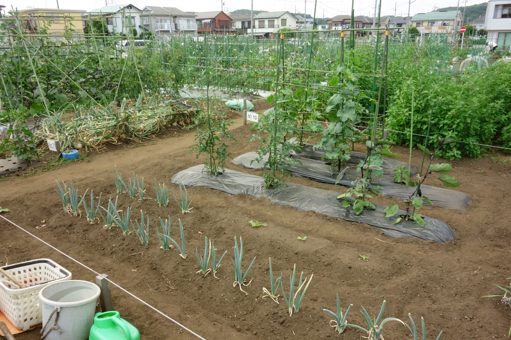 蔬菜大棚租赁合同