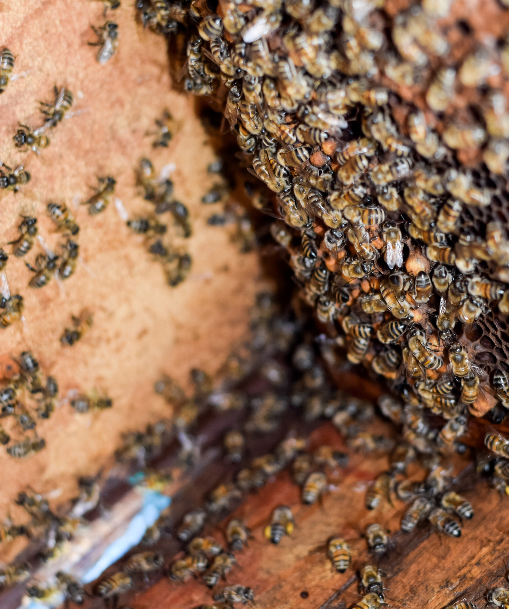 a beehive, a view from the inside. the bee-hut. honey bee. entra