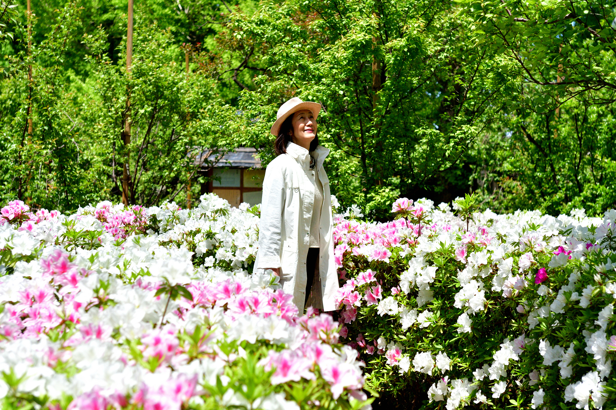 japanese woman walking in park with azalea flowers in full bloom