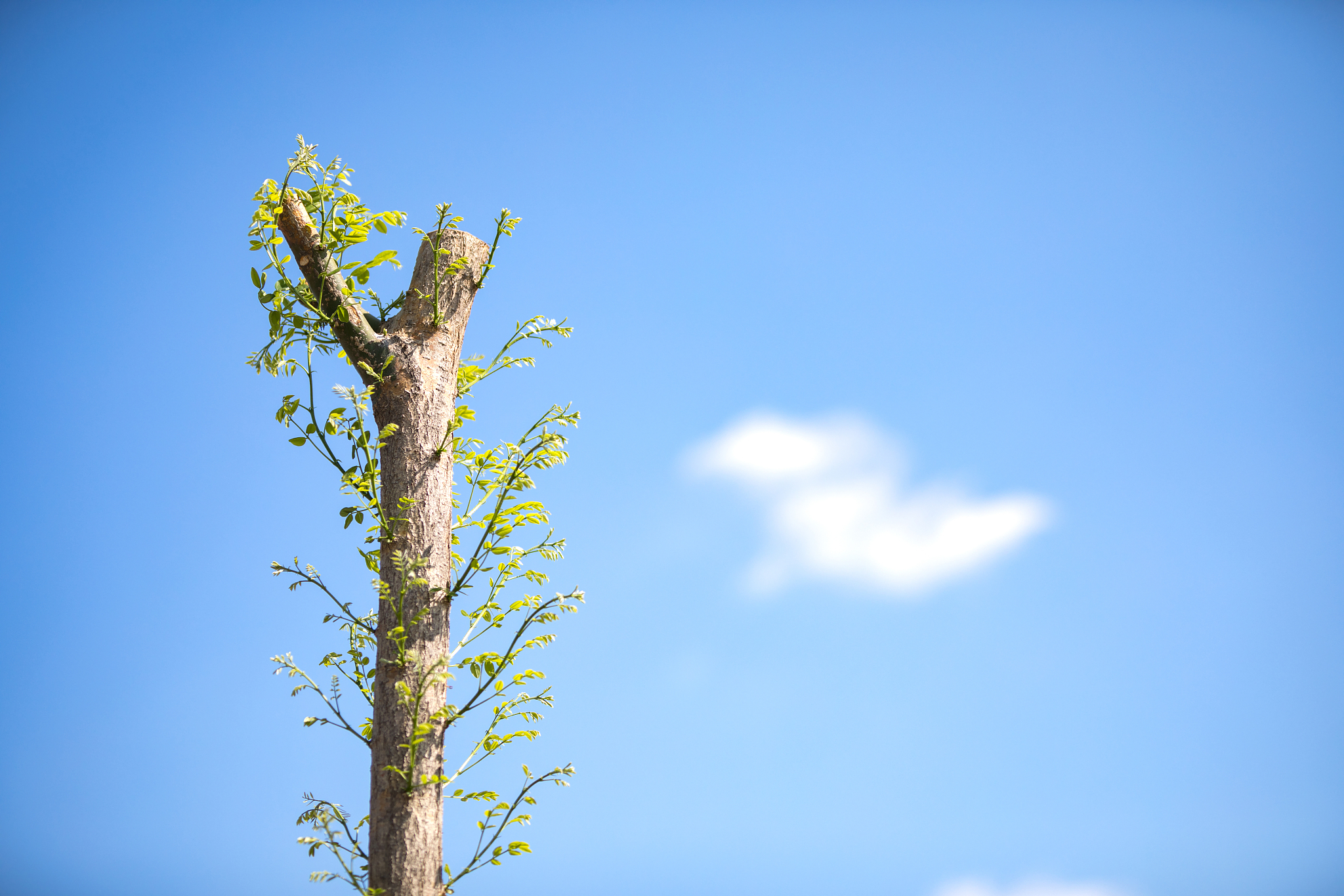 200字春日作文：感受春天万物复苏的美丽