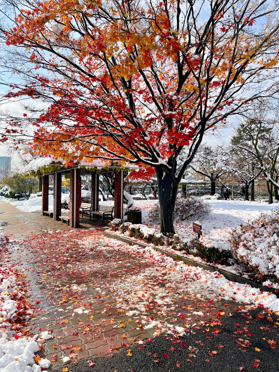 武大秋景：红叶飘舞，校园画卷同欢融