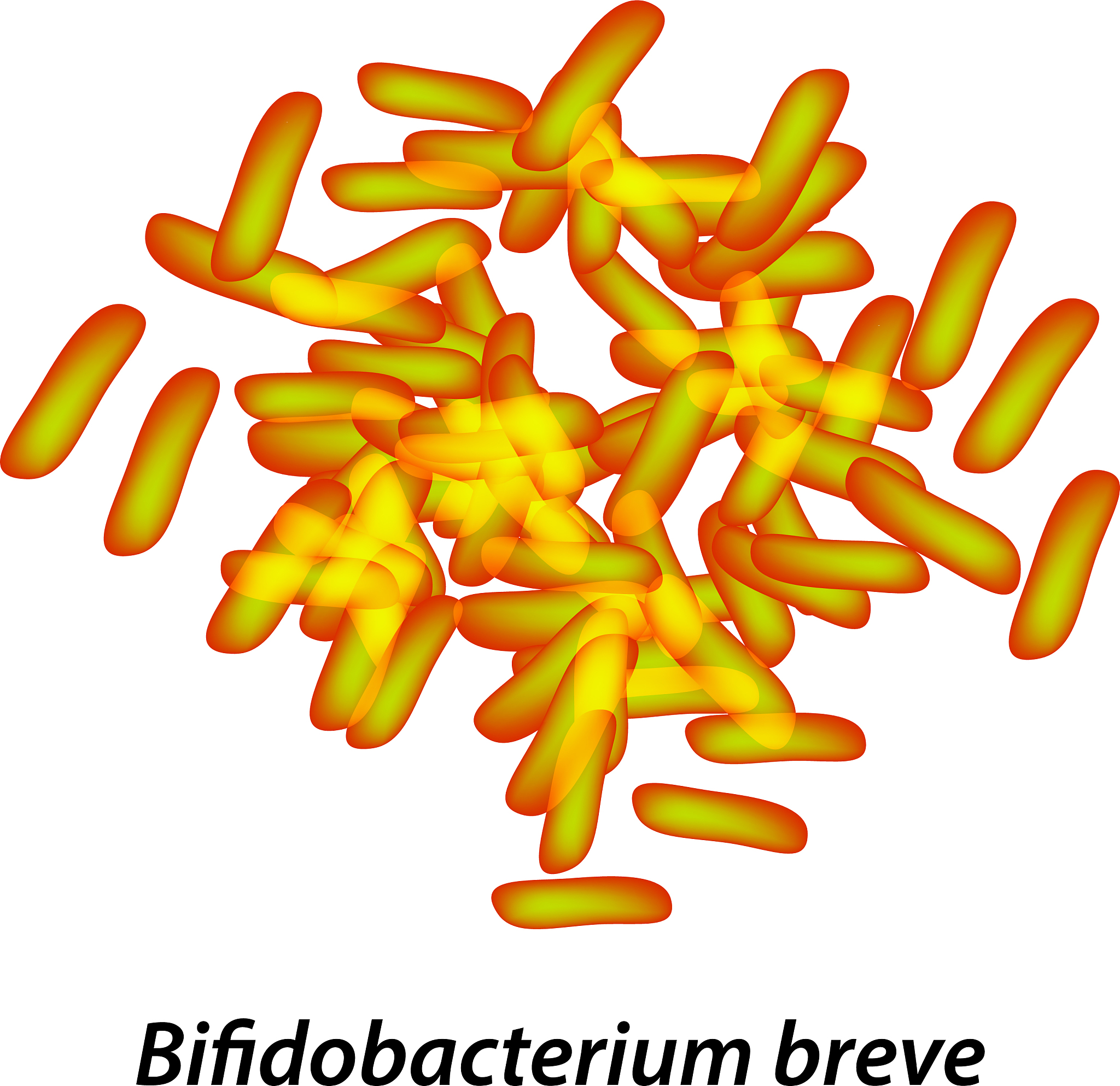 双歧杆菌：益生菌之王，助您肠道健康！