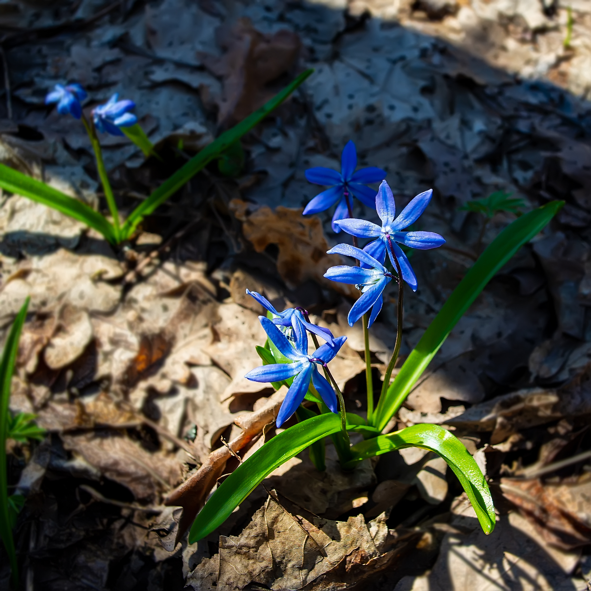 blooming blue flowers scilla in the early spring forest in the w