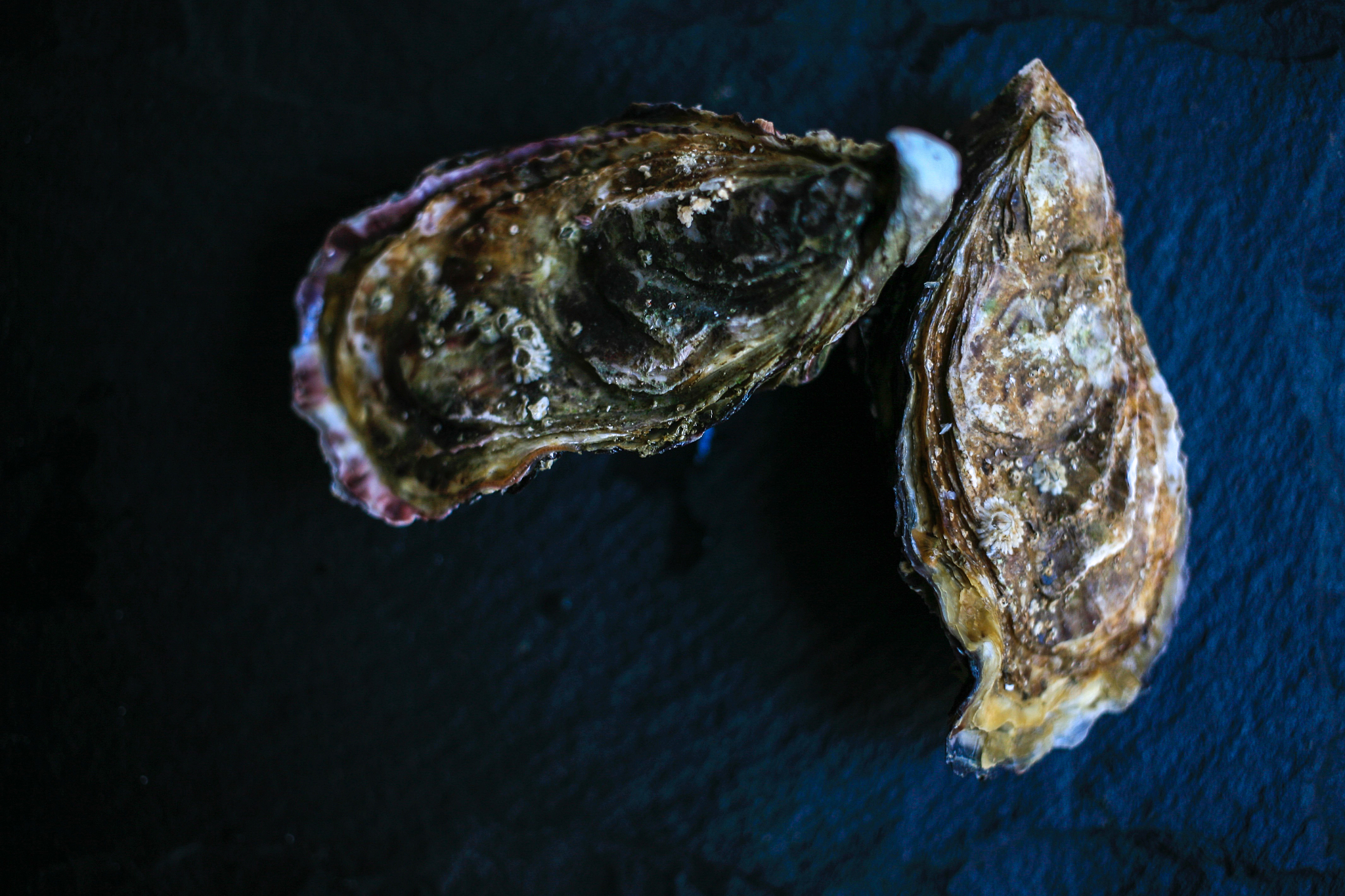 多倍体牡蛎主要有以下几点意义1 生长速度快多倍体牡蛎特别是三倍体牡蛎的生长速度明显快于二倍体可以缩短养殖周期提高经济效益。2 抗逆性强 多倍体牡蛎抗疾病、抗逆性较强死亡率低有利于减少养殖过程中的损失。3 肉质鲜美多倍体牡蛎的肉质细嫩鲜美度高市场价值高。消费者普遍认为三倍体牡蛎的口感更好。4 无生殖期多倍体牡蛎无法进行正常减数分裂生成配子所以不会出现生殖期可以避免此时肉质下降的问题。5 规划化生产使