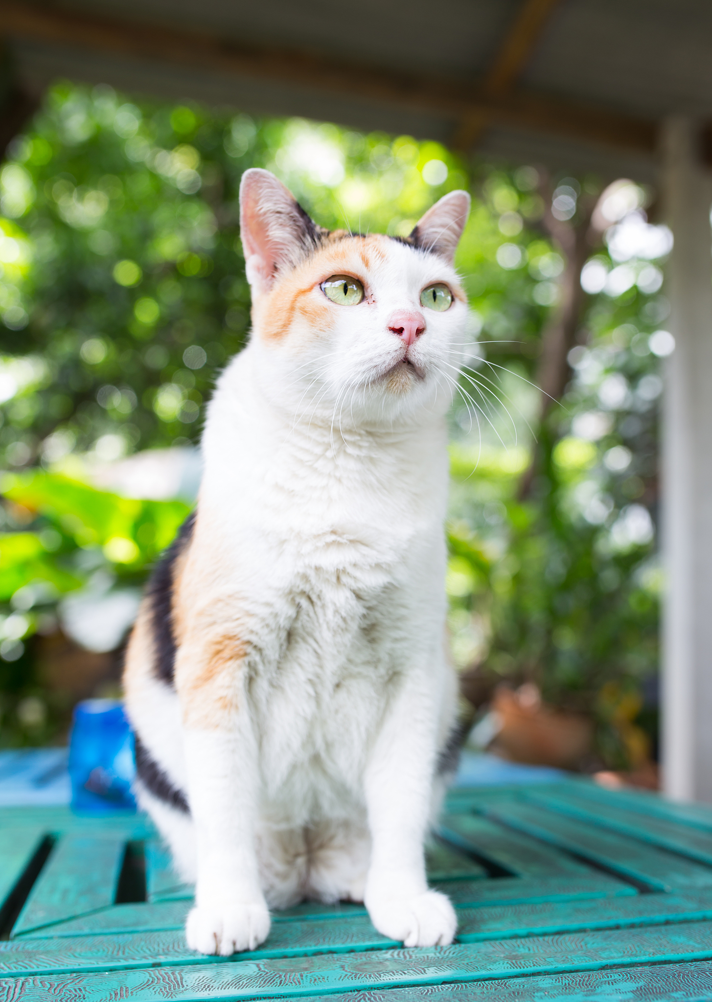 猫：可爱的宠物，独立的性格