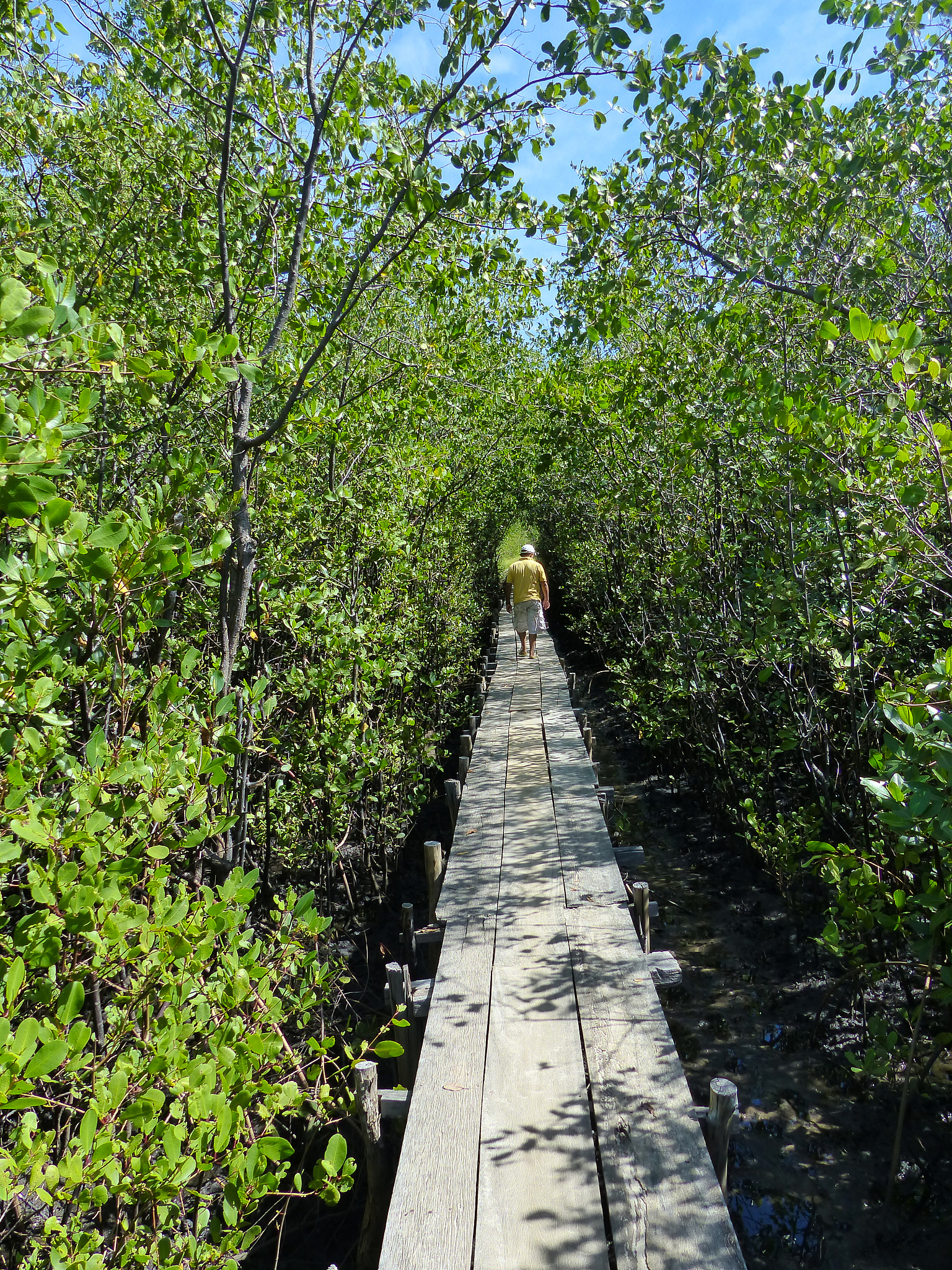 红树林文献综述：生态功能、生物多样性保护与经济价值