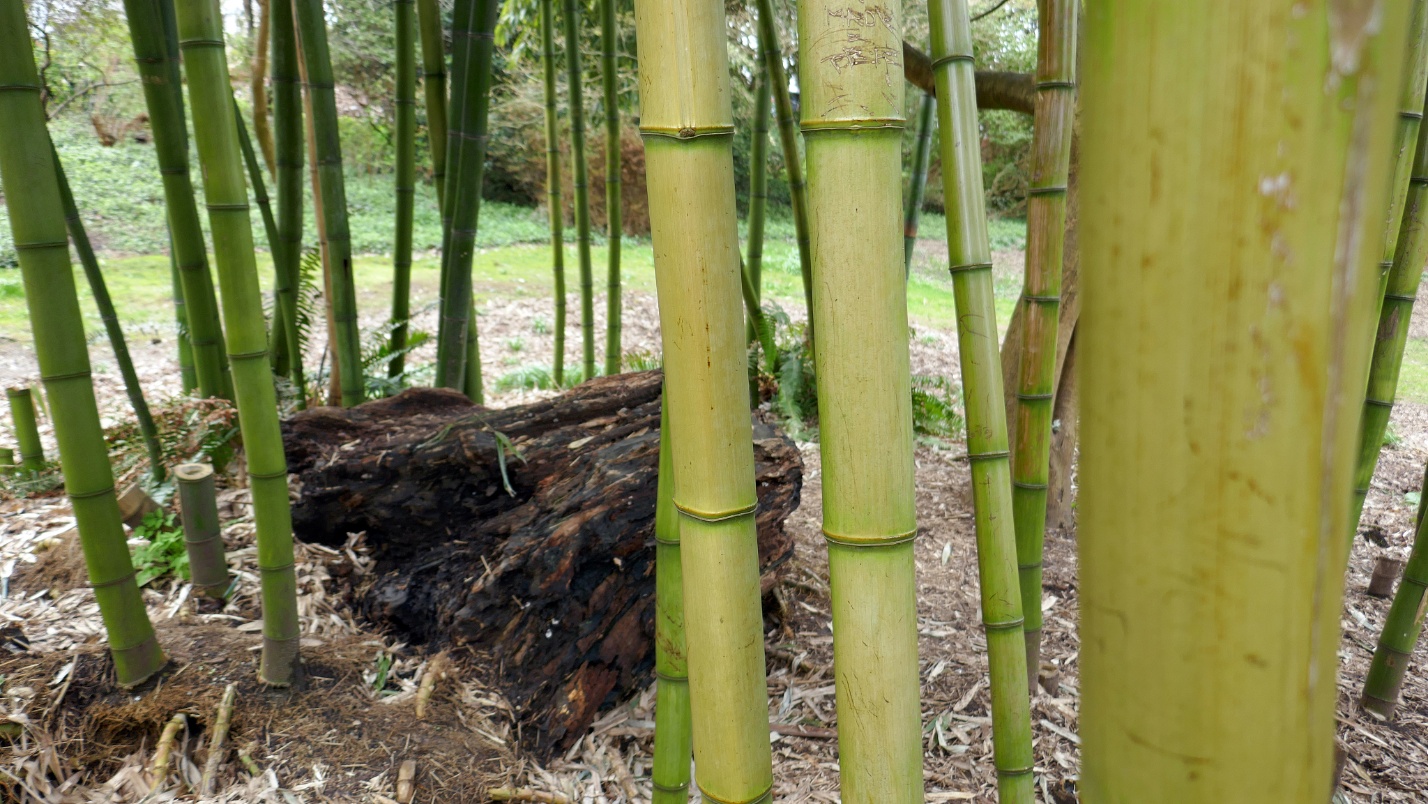 先竹：早春竹种，用途广泛