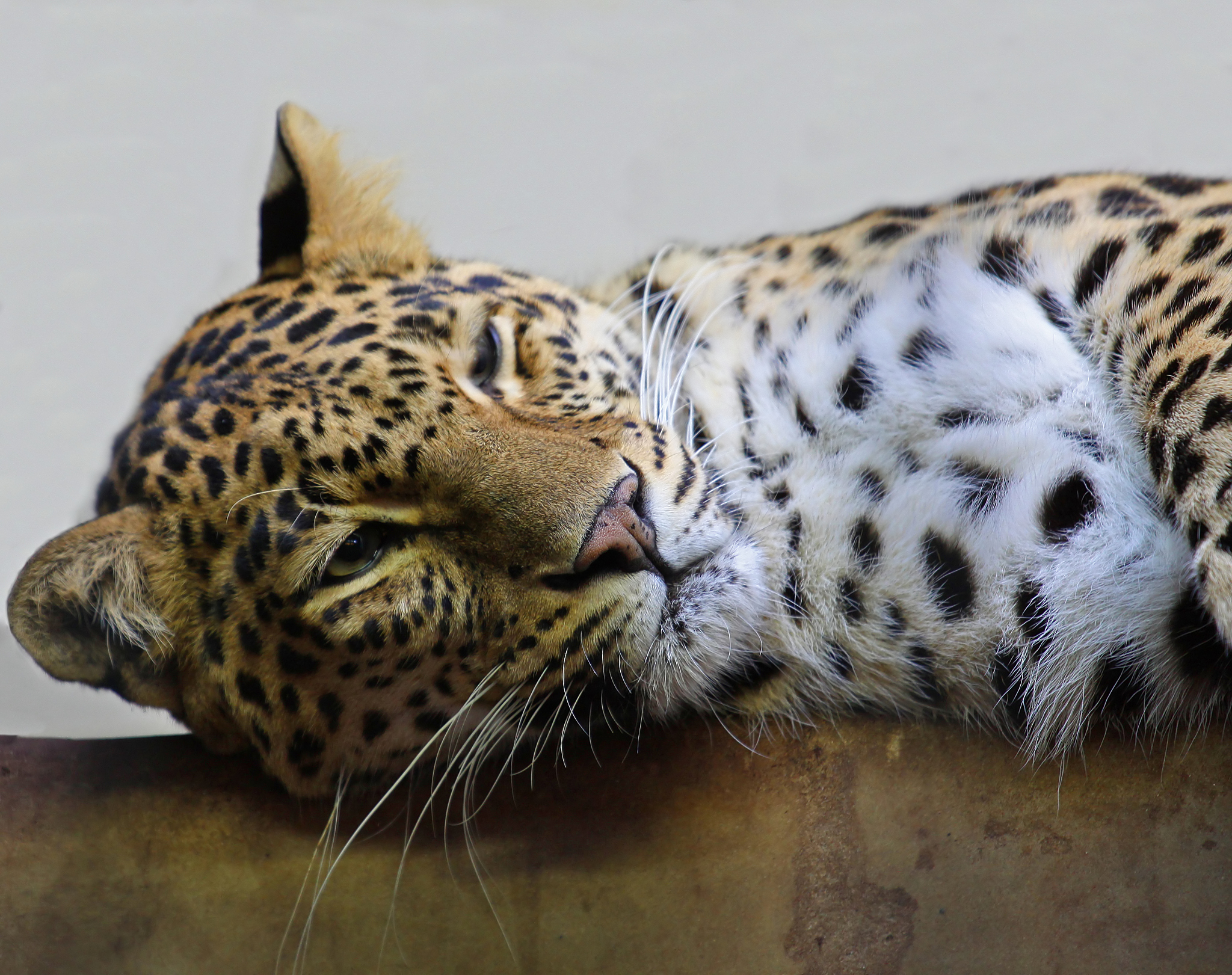 帮我给以下文章写个总结：它的外貌如小奶猫般可爱但请别被外表所迷惑这个小家伙其实已经是成年了！它被认为是世界上最小的野生猫之一属于小型猫科动物是一种极为罕见的物种在全球范围内只有30多只且全部都生活在动物园里。野生锈斑豹猫的主要栖息地包括印度、斯里兰卡和尼泊尔等国家。并且你知道吗？它们的皮毛上还有很多迷人的小黑斑点这样的斑点图案使得它们更容易在树木和灌木丛中隐藏自己避免被可能的捕食者发现。由于它们的