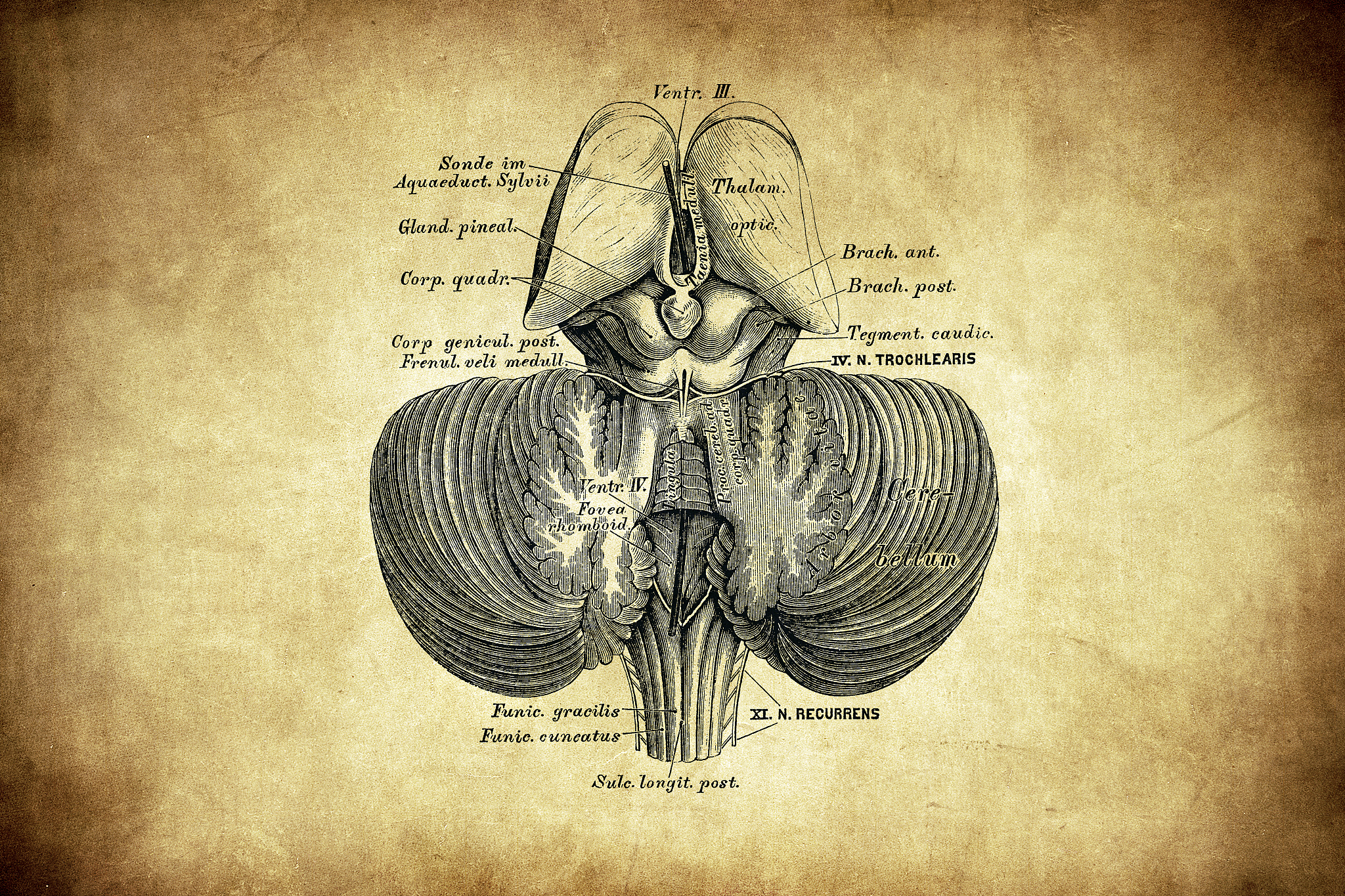 the third and fourth chambers of the brain
