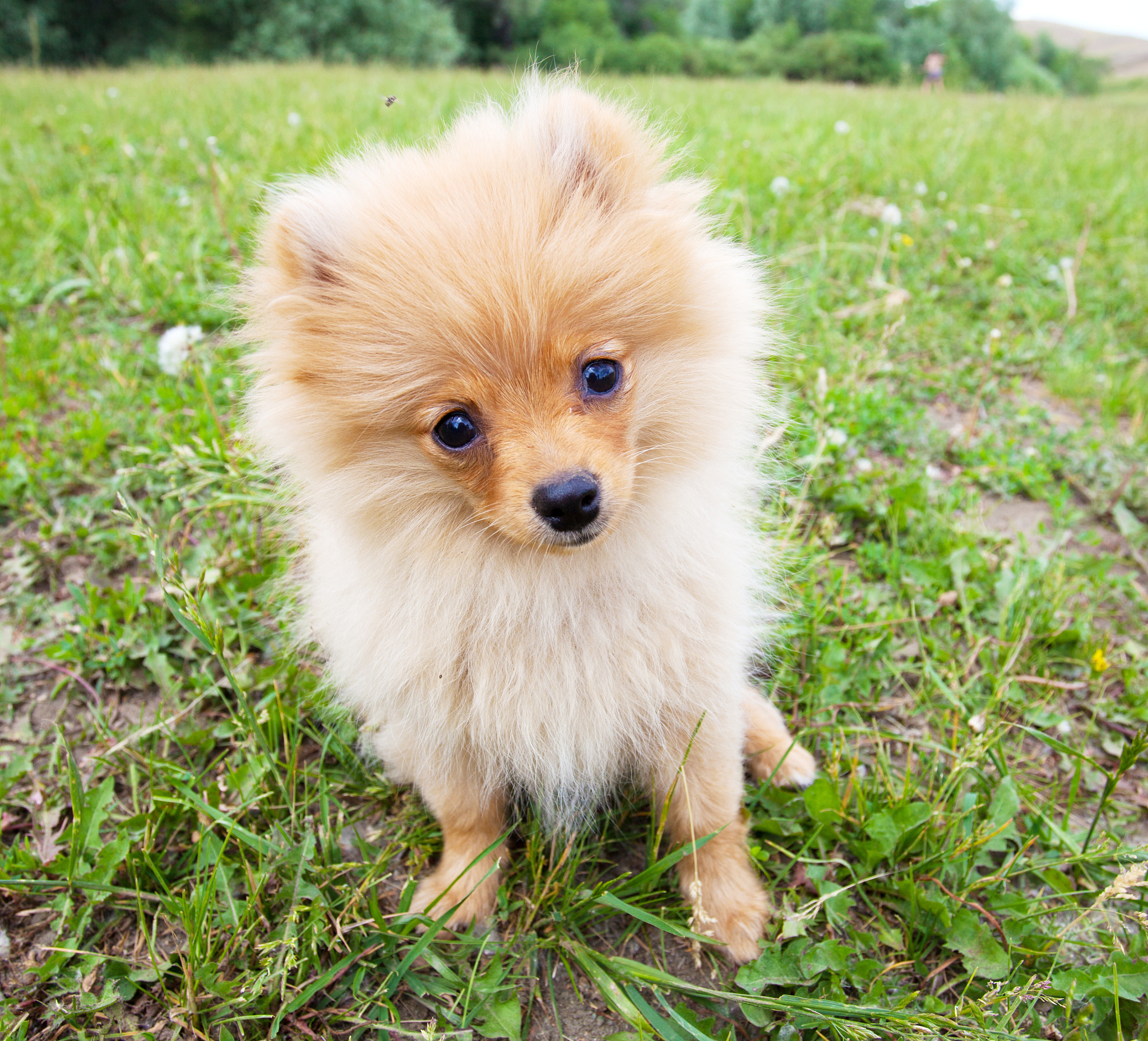 博美犬饲养禁忌：这些事你千万不能碰！