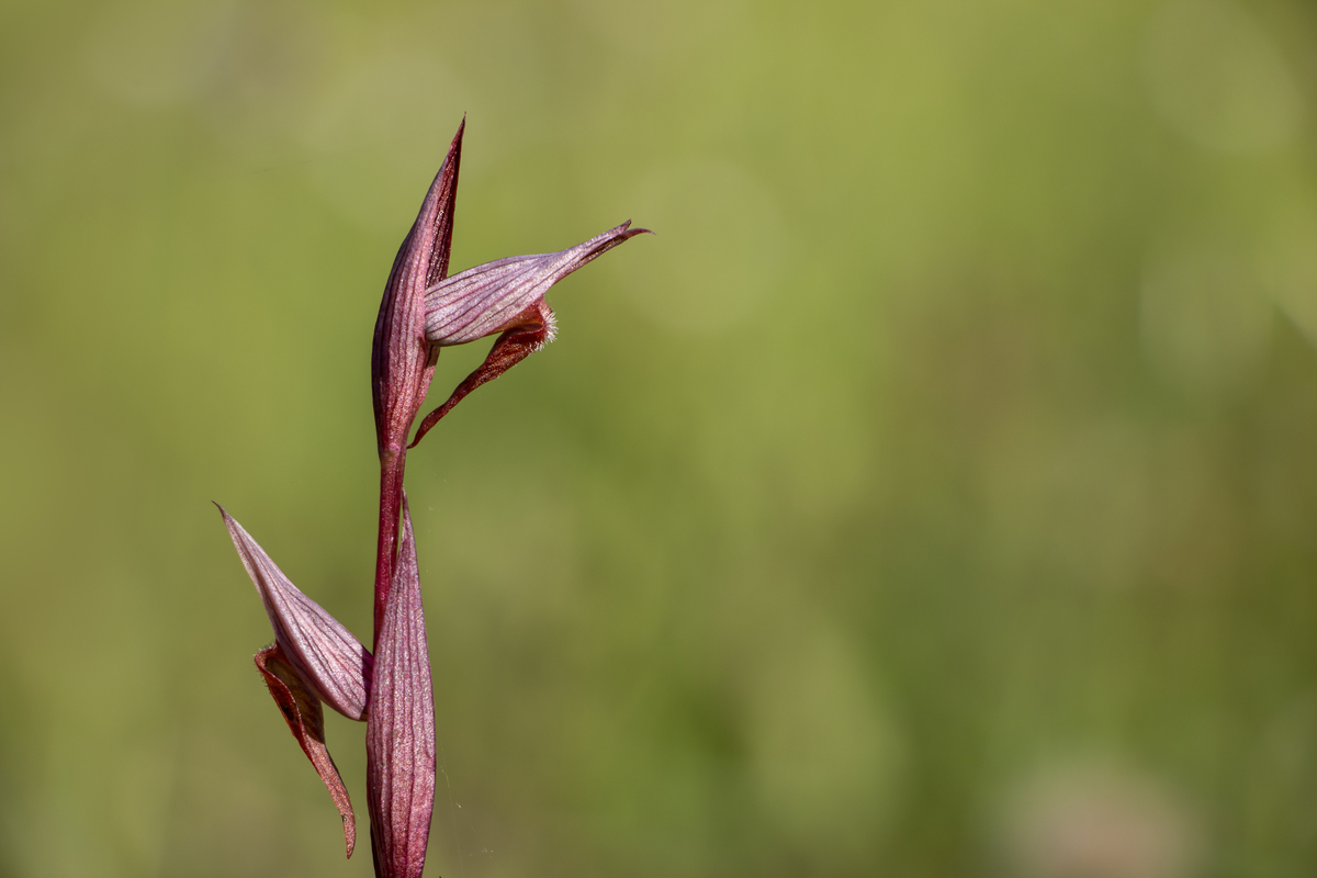 用中文写一下这个链接httpsmpweixinqqcoms5mKg9VOLdeBpvm-xYgCjmA中文章的500字总结