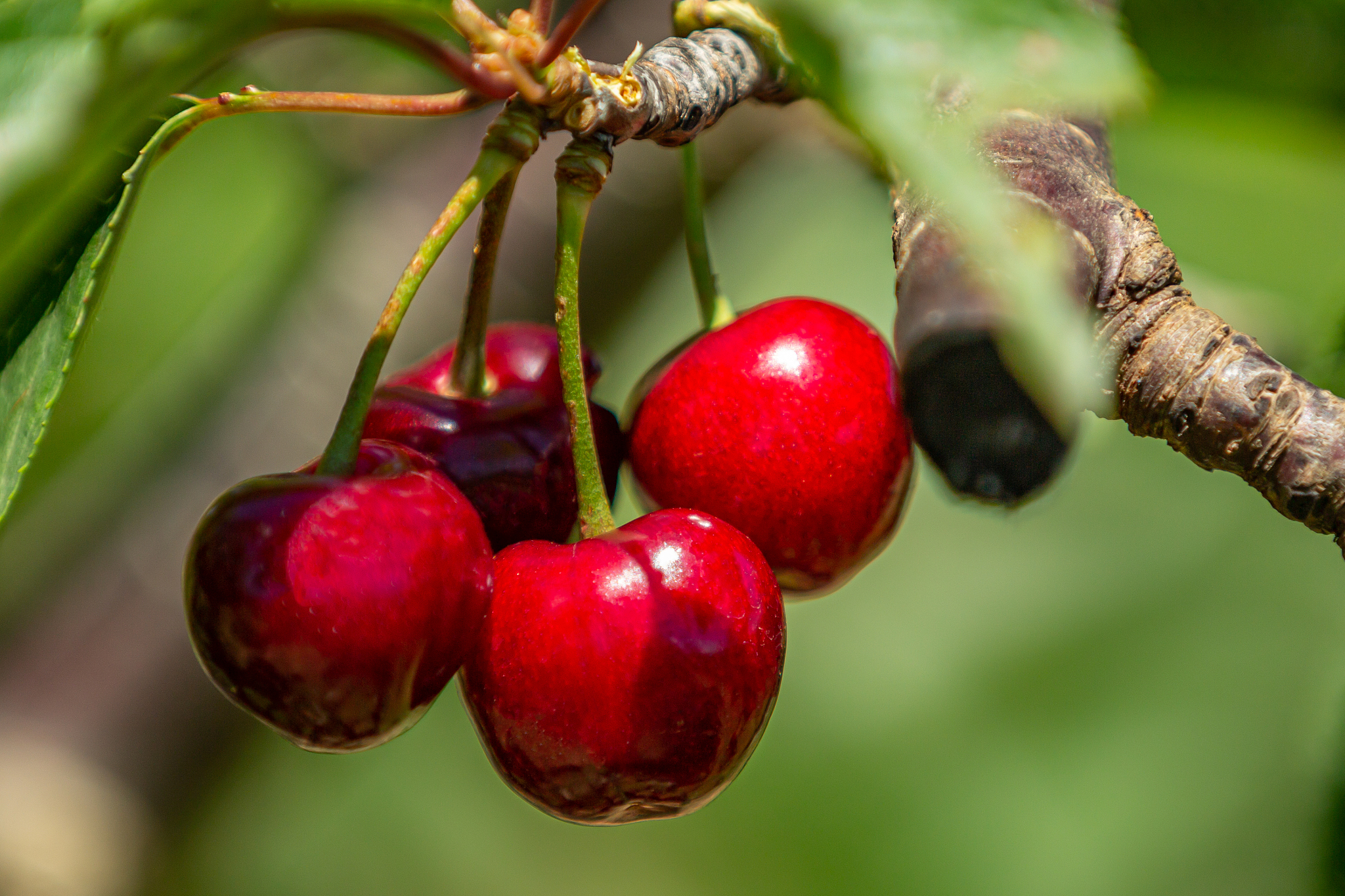cherries 3