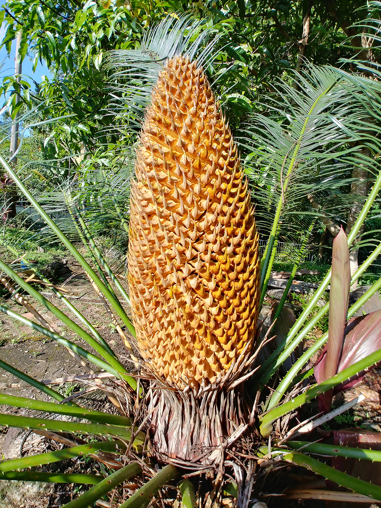 圆锥轴截面面积公式及计算方法 - 详细解析