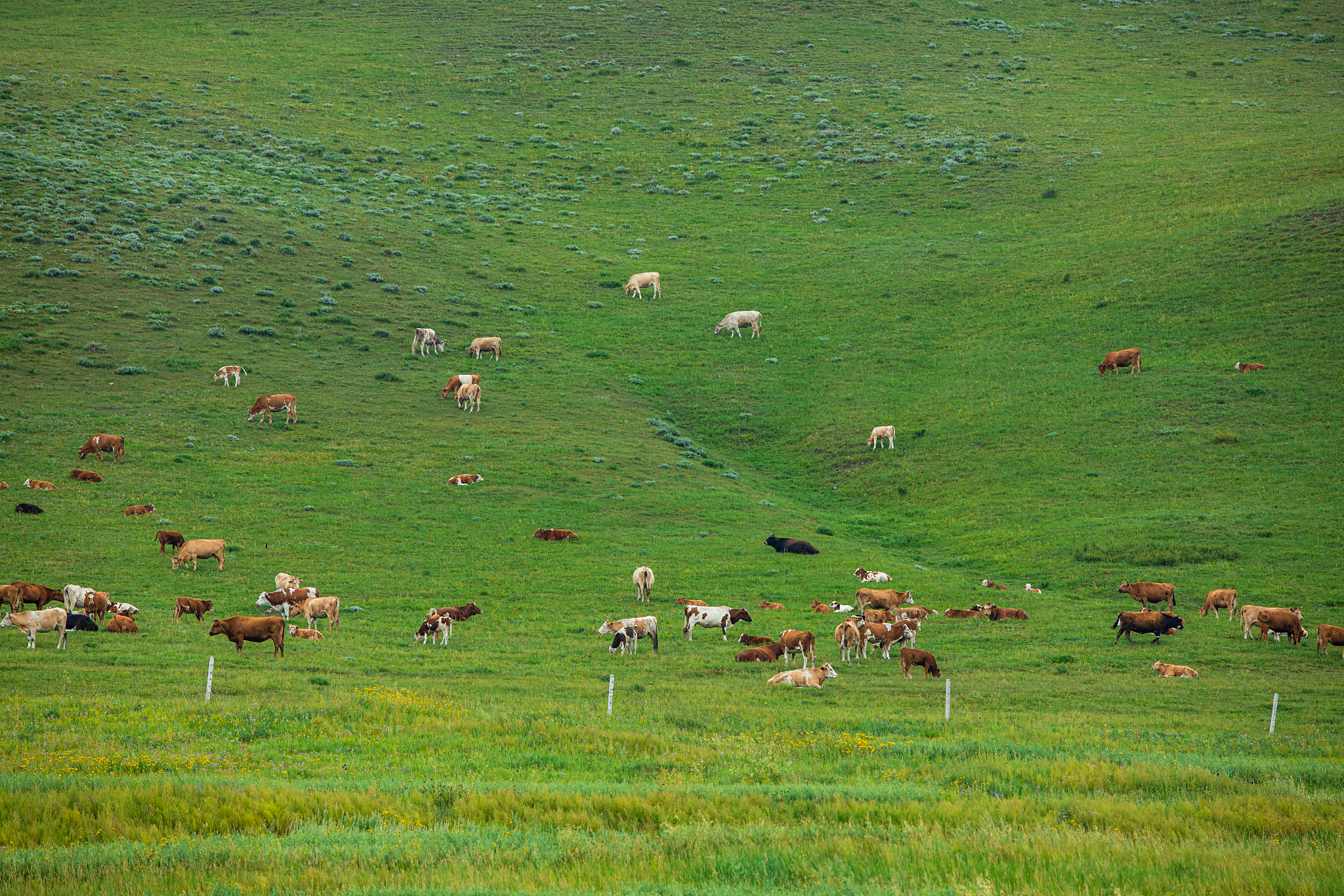 草原资源：全球重要生物群落，对生态平衡和人类生存至关重要