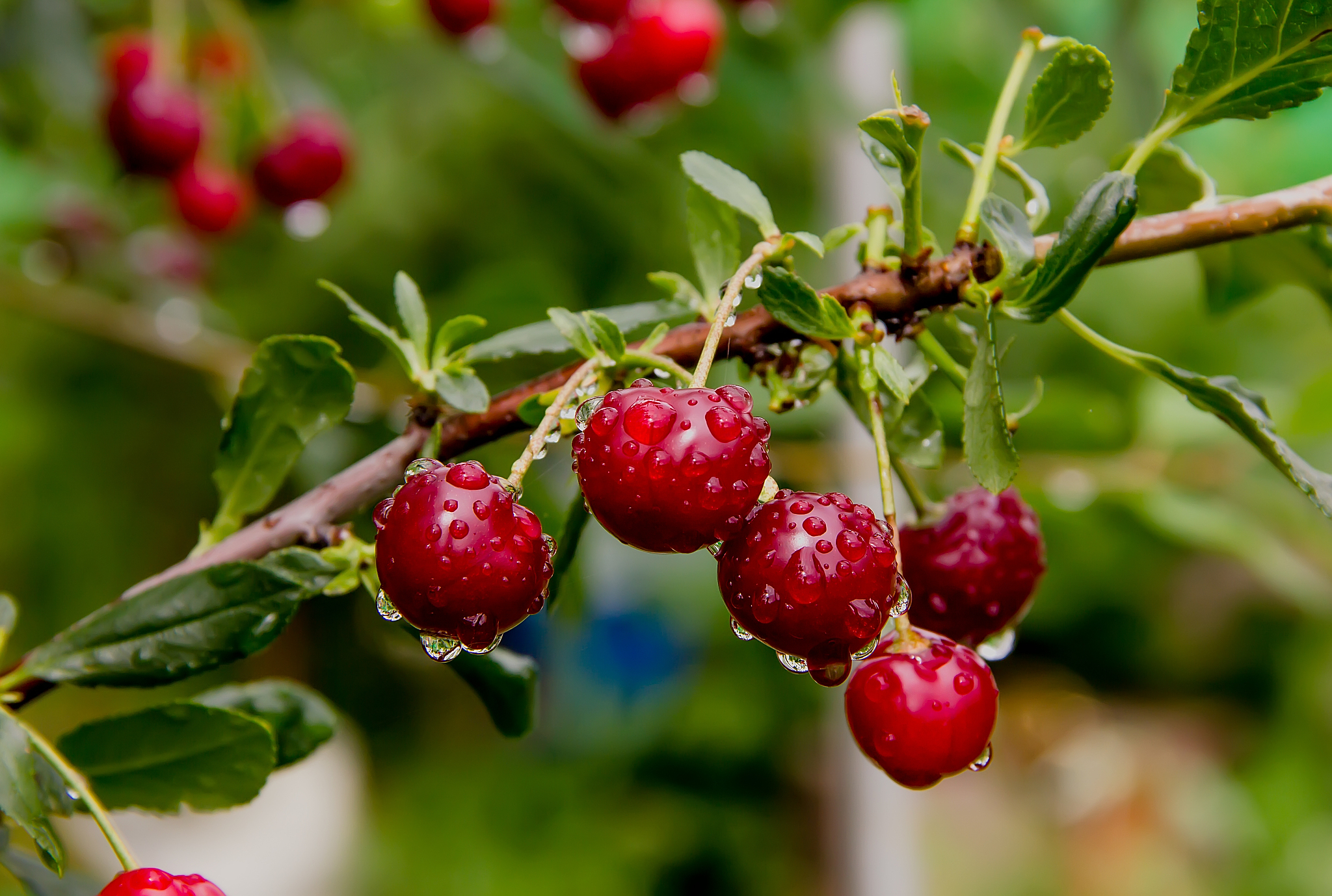 ripe juicy red cherry with water drops on a branch