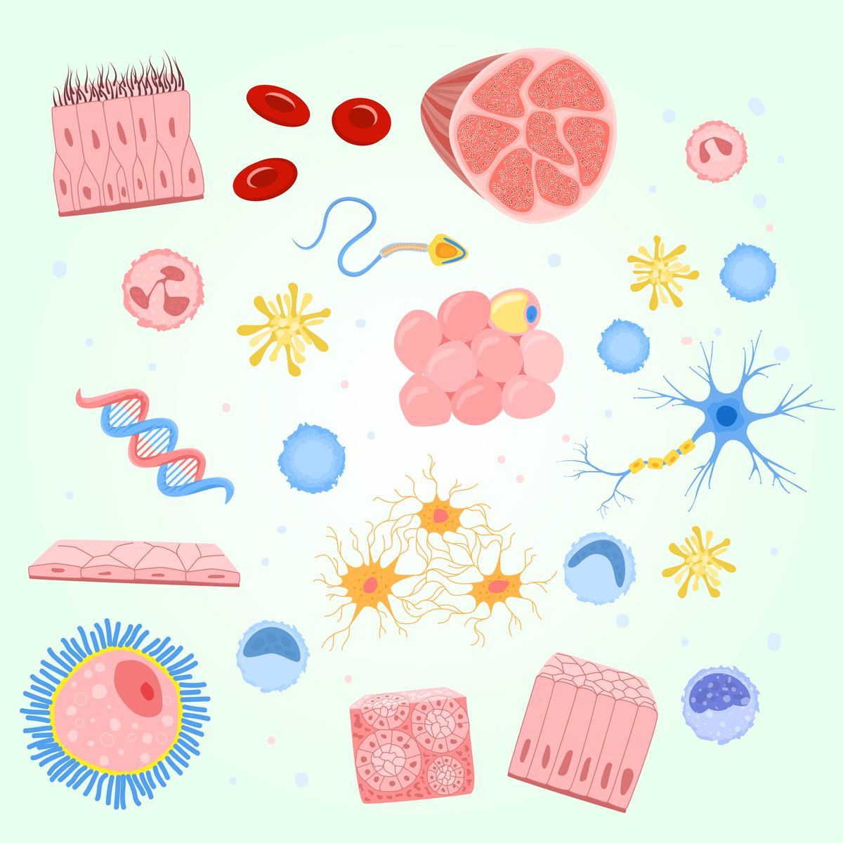 细胞是生命的基础：没有细胞就没有生命